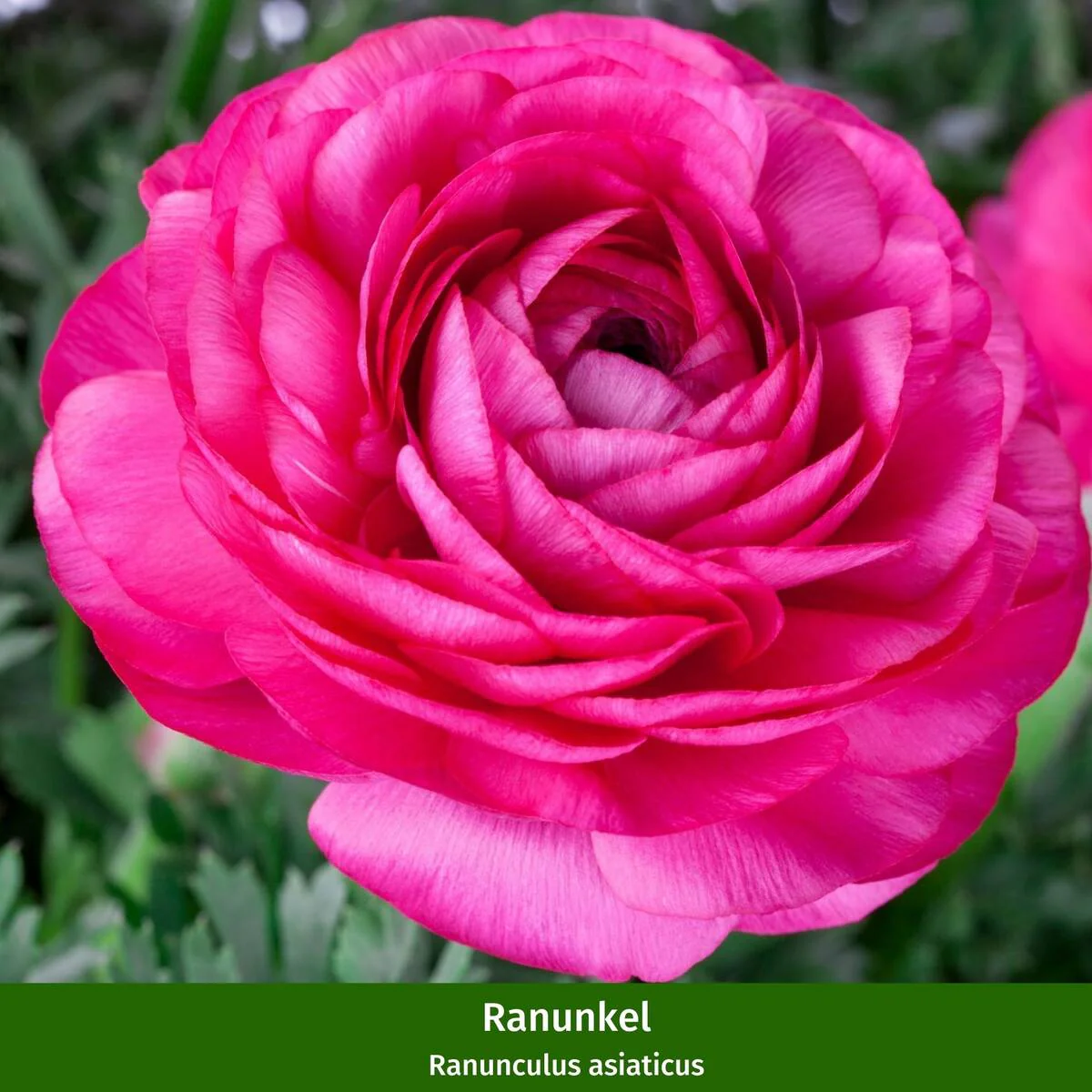 Balkonblumen "Reiche Blütenpracht in Rosa-Weiß" - Image 4