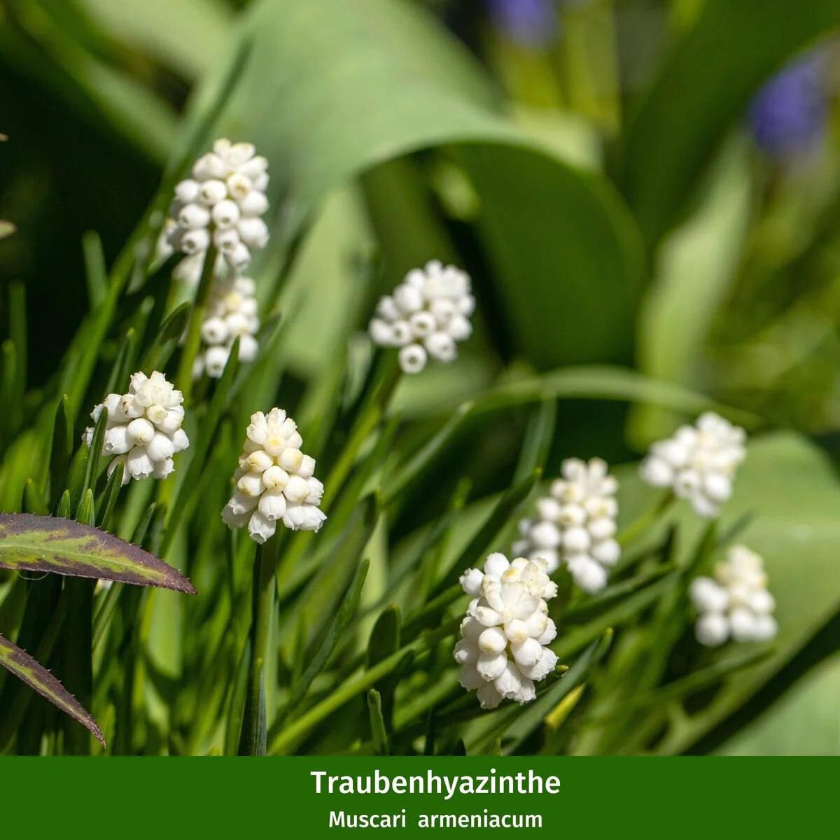 Balkonblumen "Robuste Frühlingsfreude" - Image 4