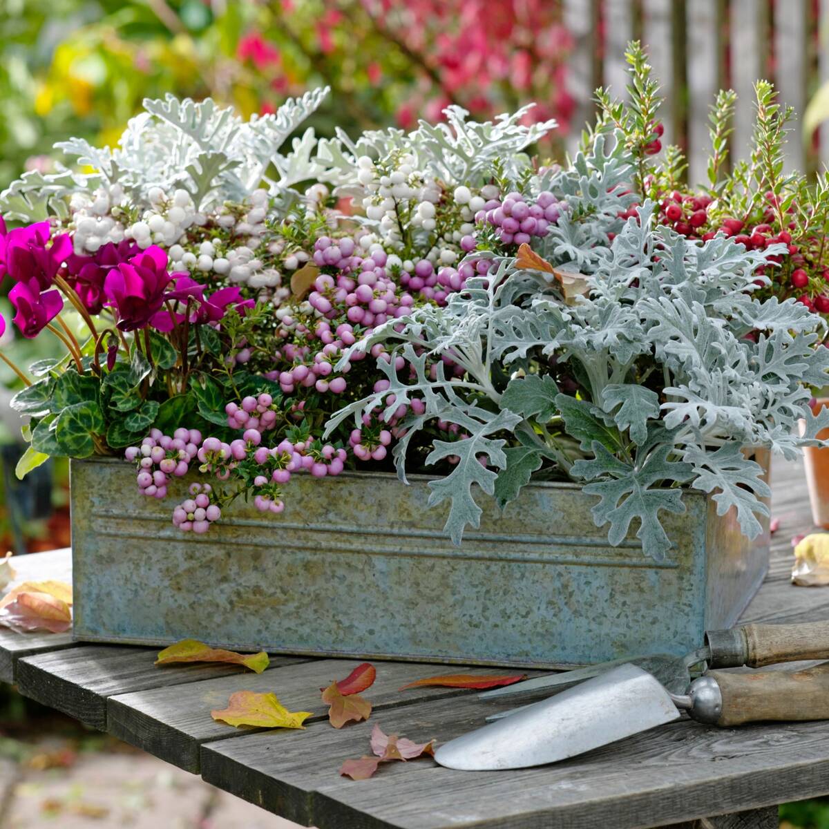 Balkonblumen "Rosa-Silber Mix"