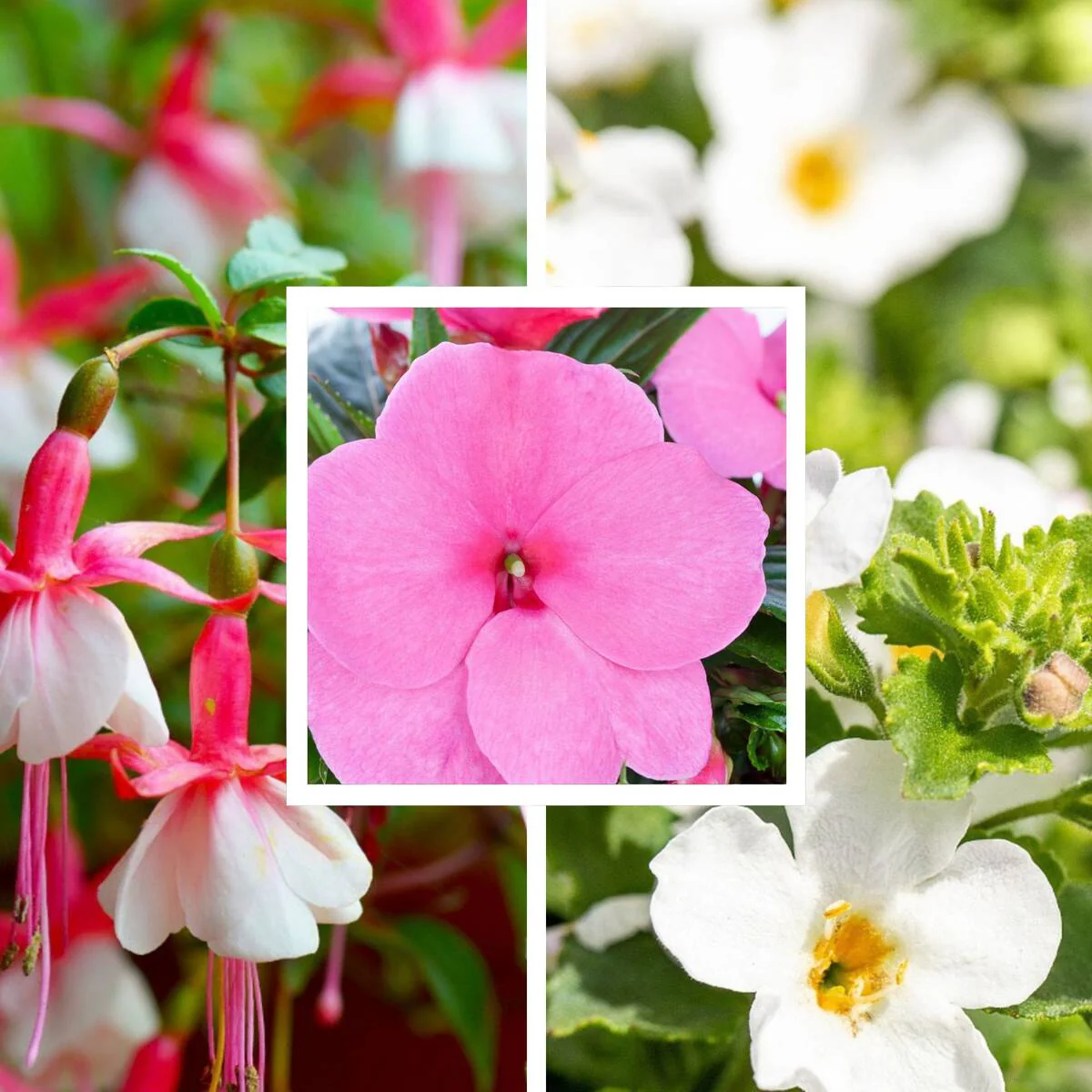 Balkonblumen "Schattenliebhaber"
