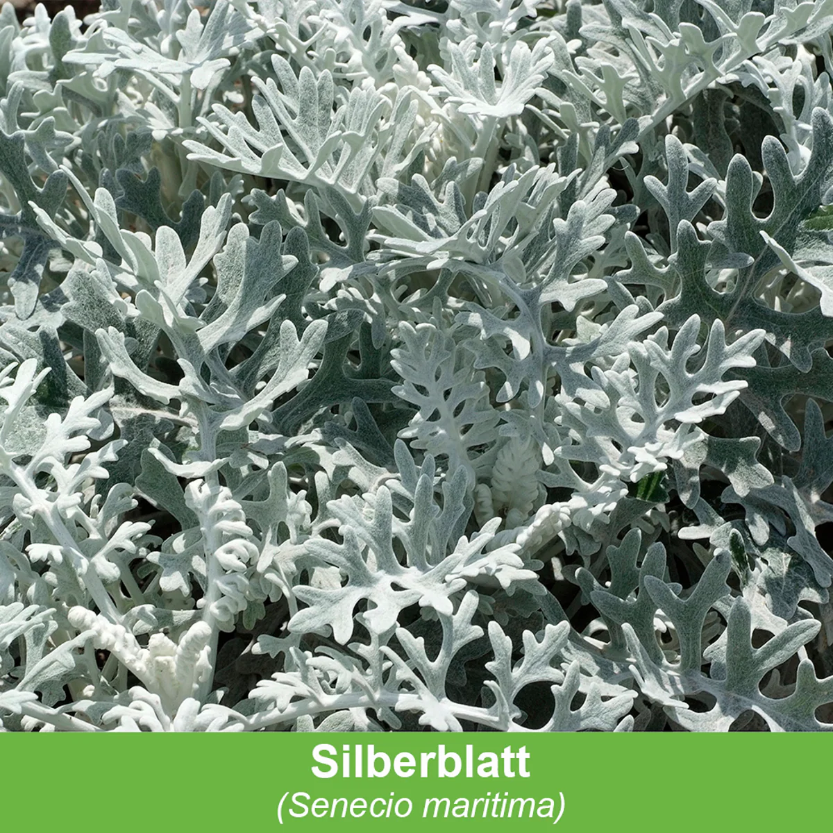 Balkonblumen "Silberner Herbst" - Image 3