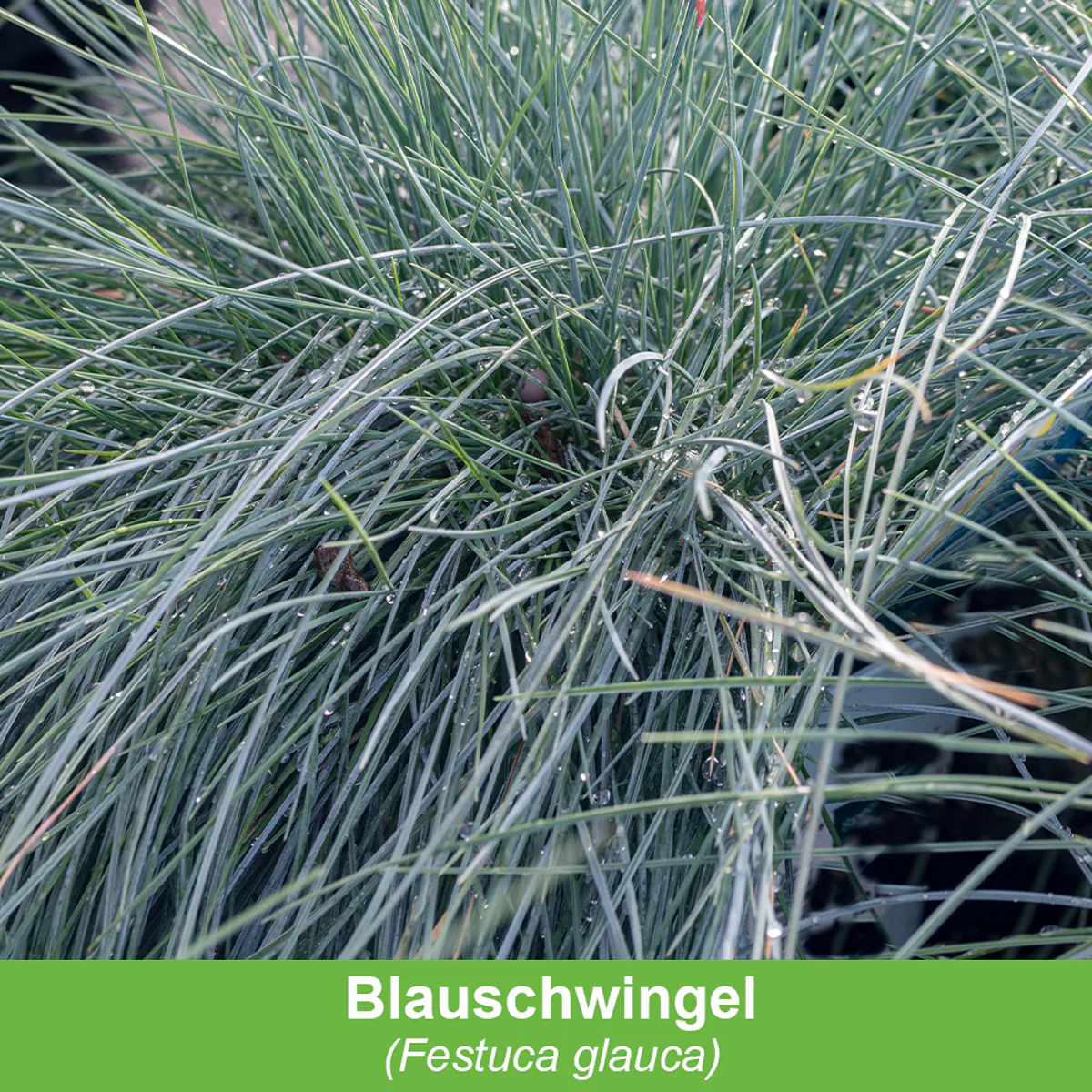Balkonblumen "Silberner Herbst" - Image 4