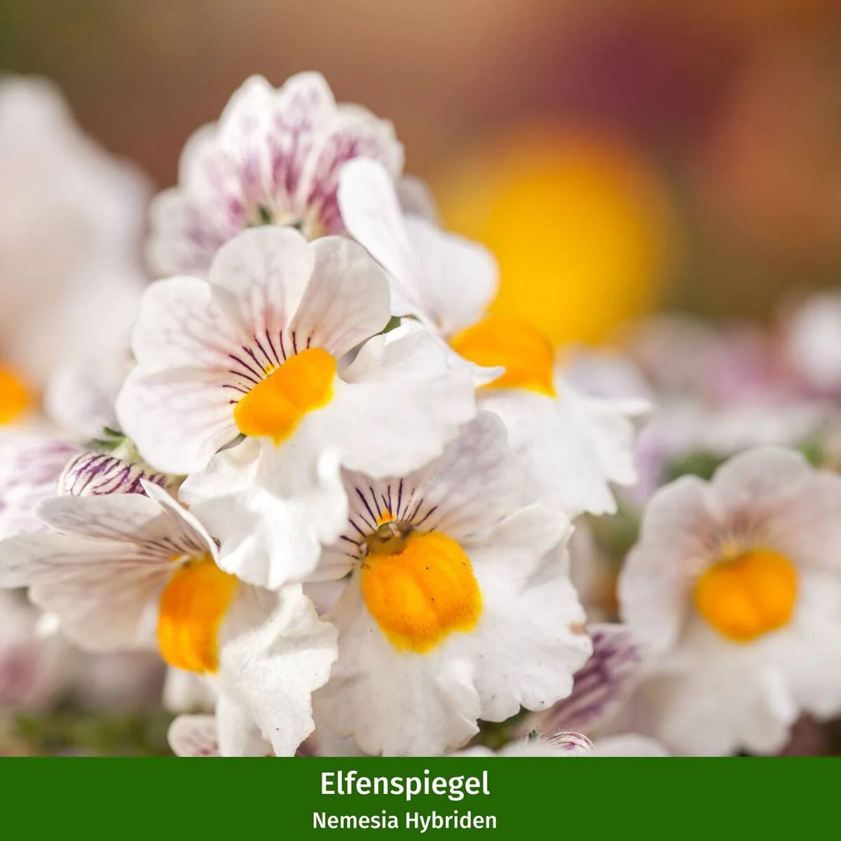 Balkonblumen "Sommerbalkon" - Image 3