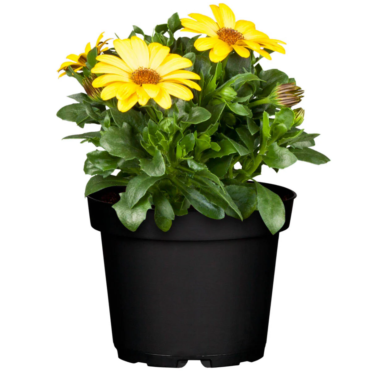 Balkonblumen "Sommerbalkon" - Image 5