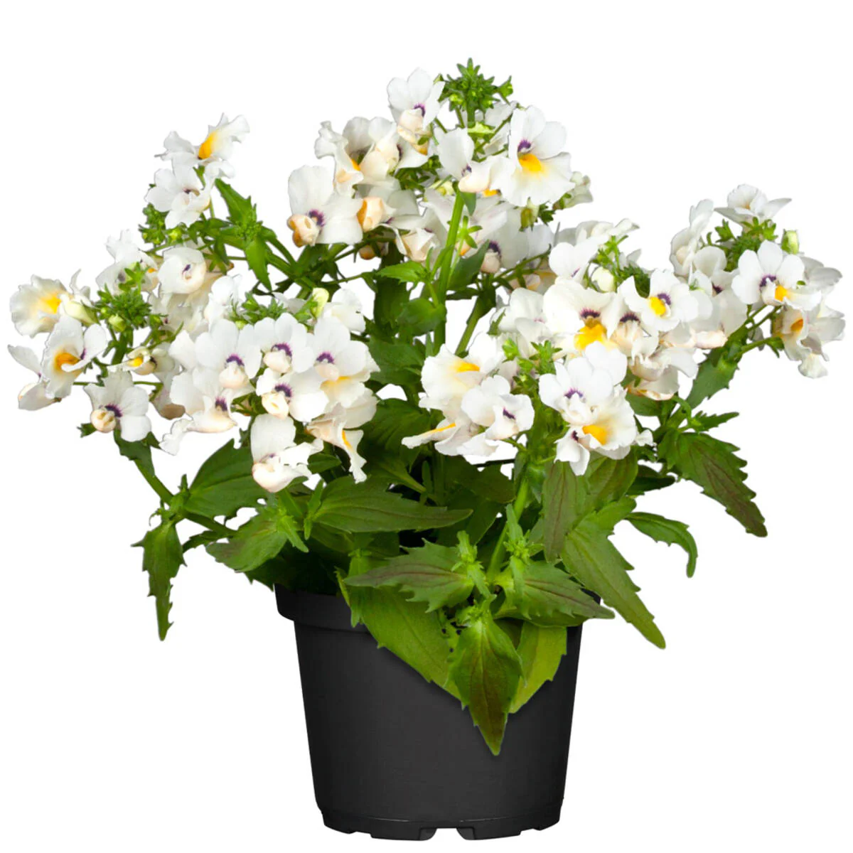 Balkonblumen "Sommerbalkon" - Image 7