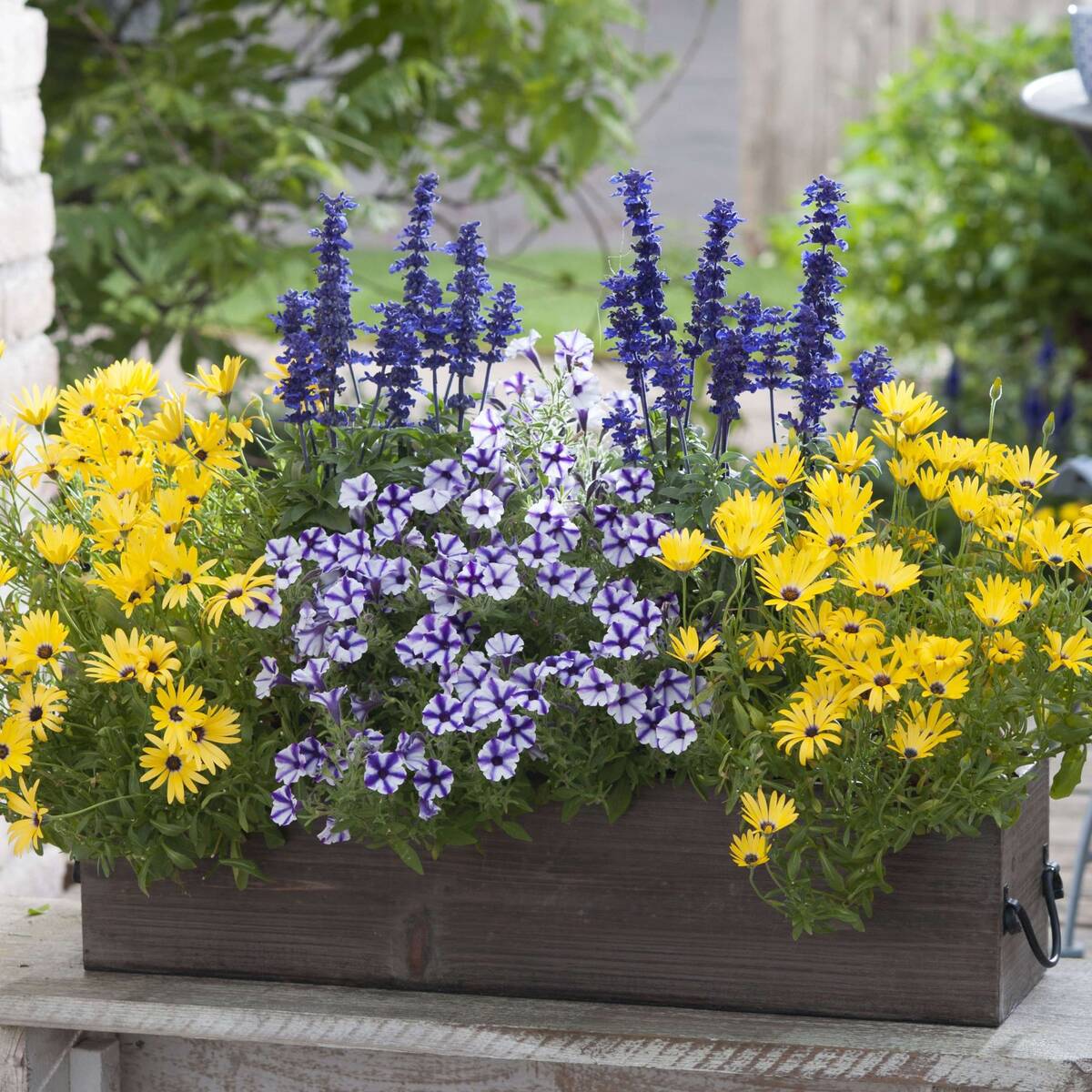 Balkonblumen "Sommerfreude"