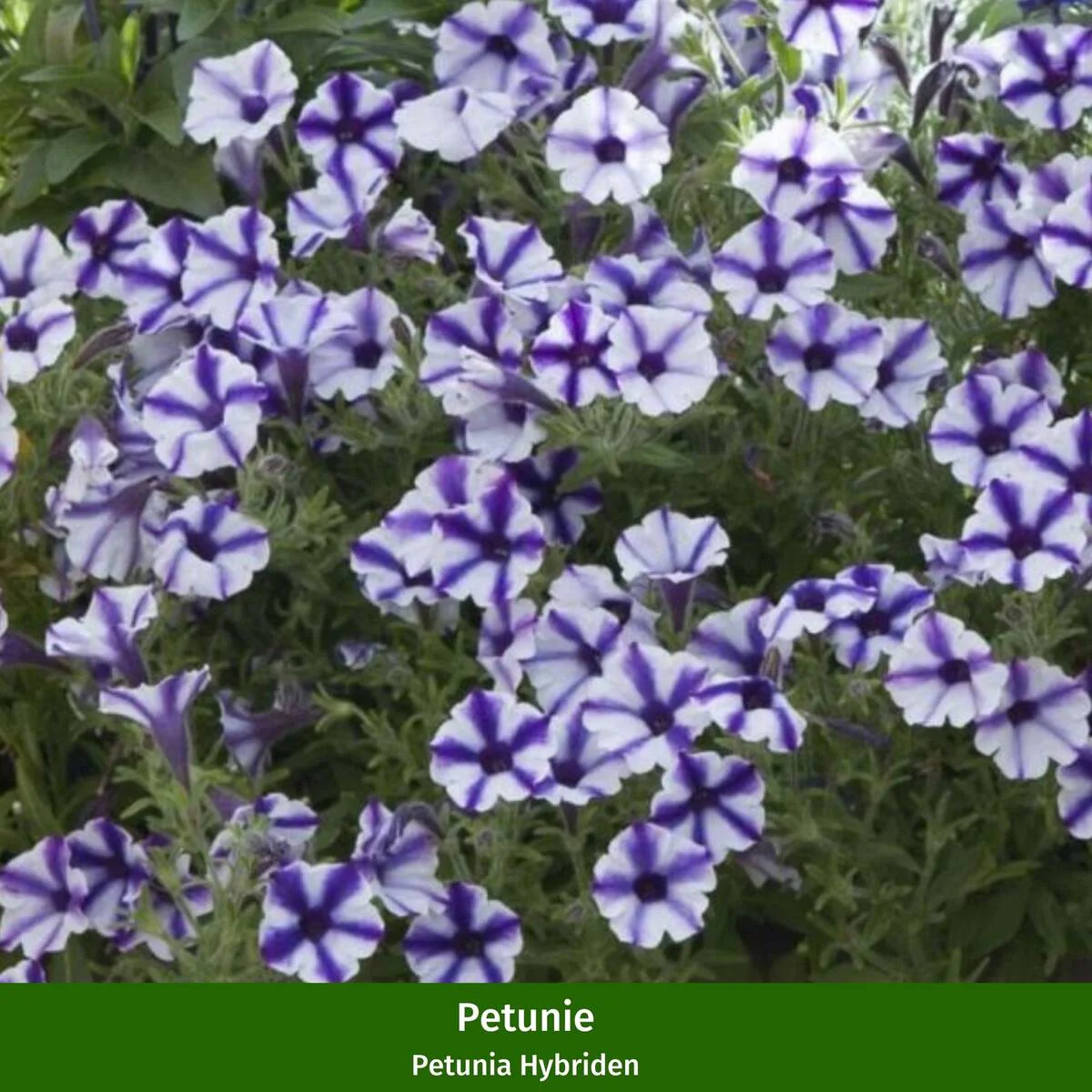 Balkonblumen "Sommerfreude" - Image 2