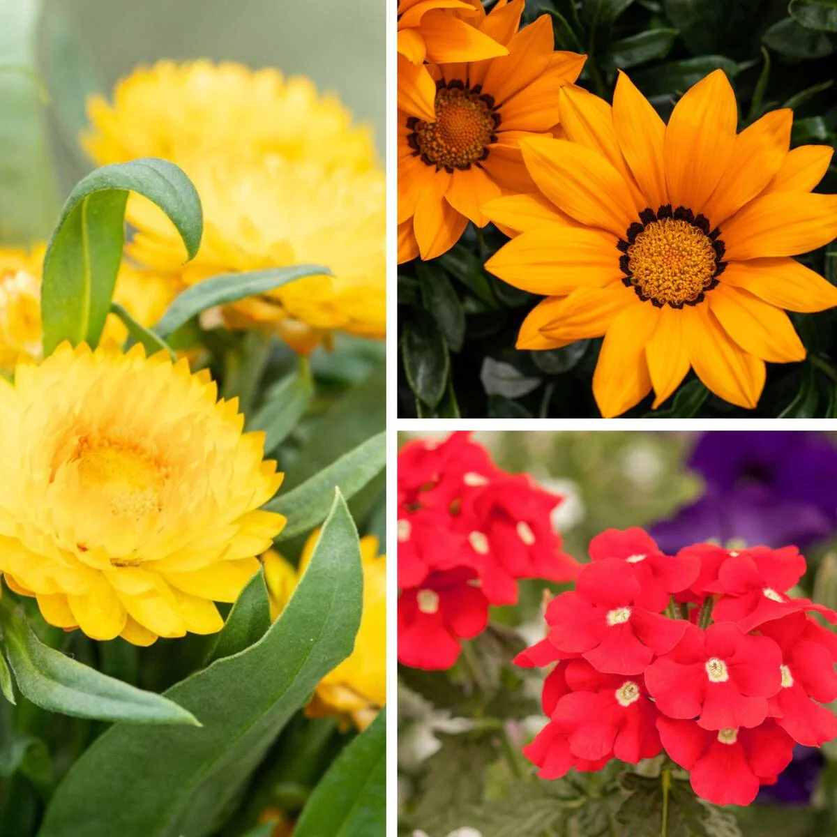 Balkonblumen "Sonnenliebhaber"