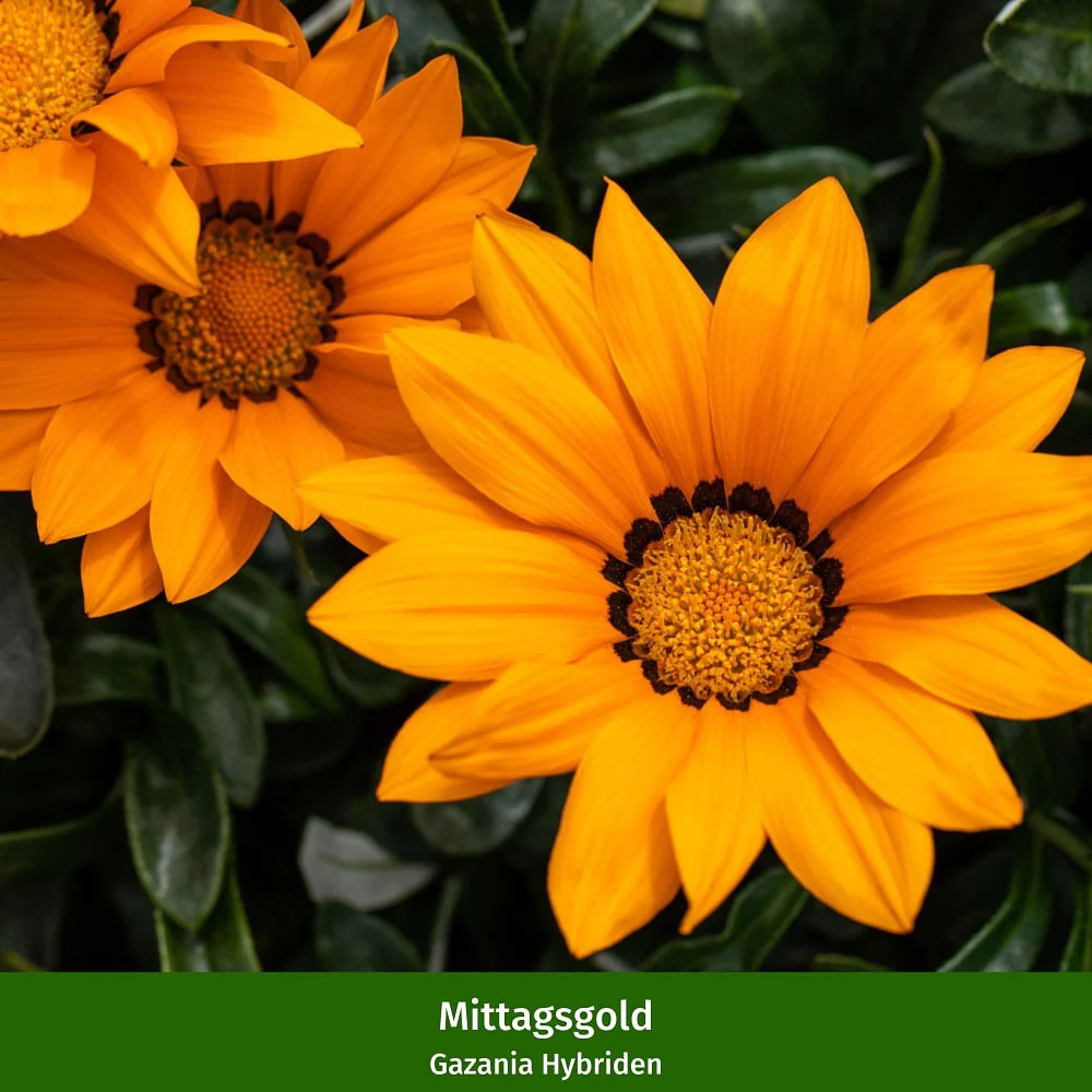 Balkonblumen "Sonnenliebhaber" - Image 3