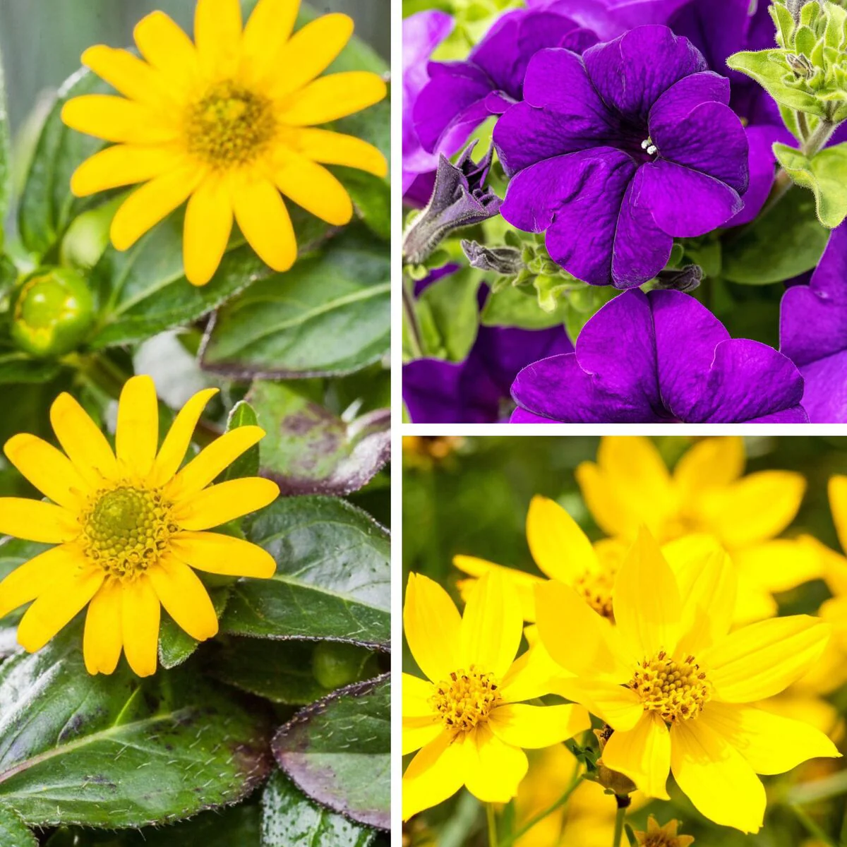 Balkonblumen "Sonnige Farbkontraste"