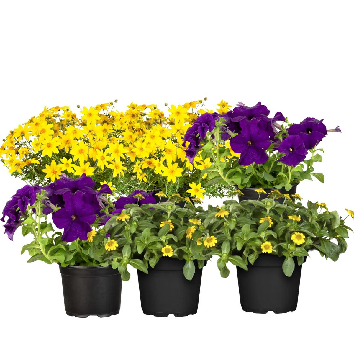 Balkonblumen "Sonnige Farbkontraste" - Image 2
