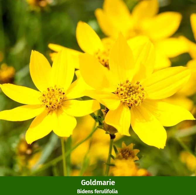 Balkonblumen "Sonnige Farbkontraste" - Image 4
