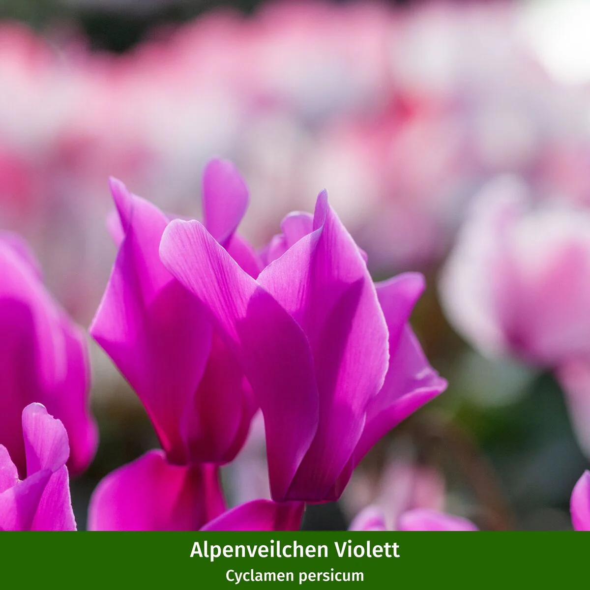 Balkonblumen "Starke Kontraste" - Image 3