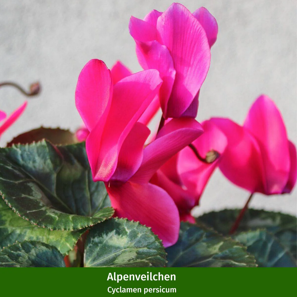 Balkonblumen "Veilchenherbst" - Image 3