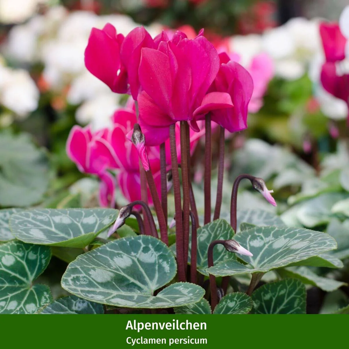 Balkonblumen "Veilchenherbst" - Image 5