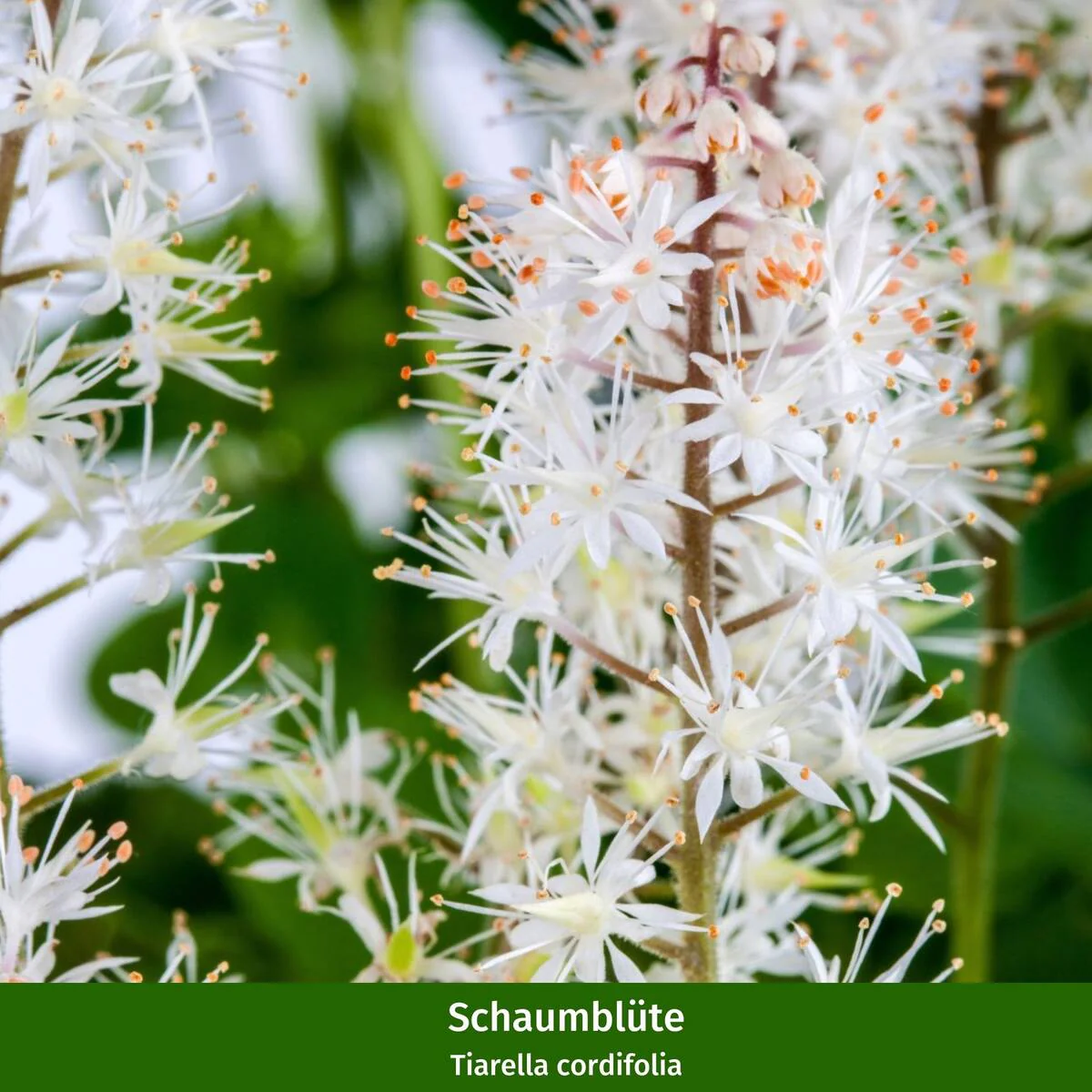Balkonblumen "Vielfältige Frühblüher" - Image 4