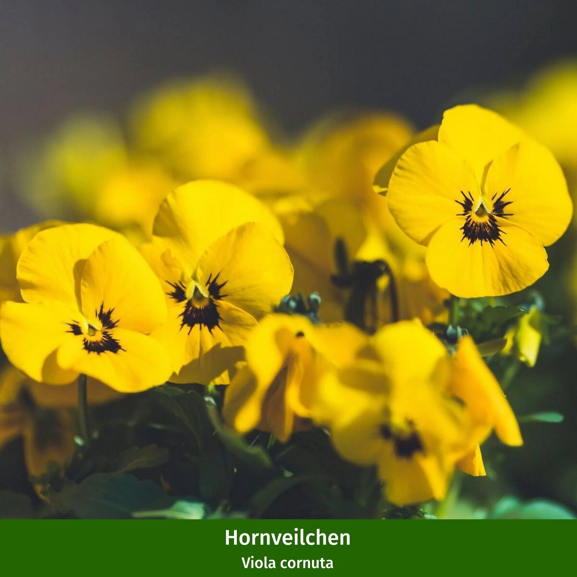 Balkonblumen "Vielfältiges Frühlingsensemble" - Image 2