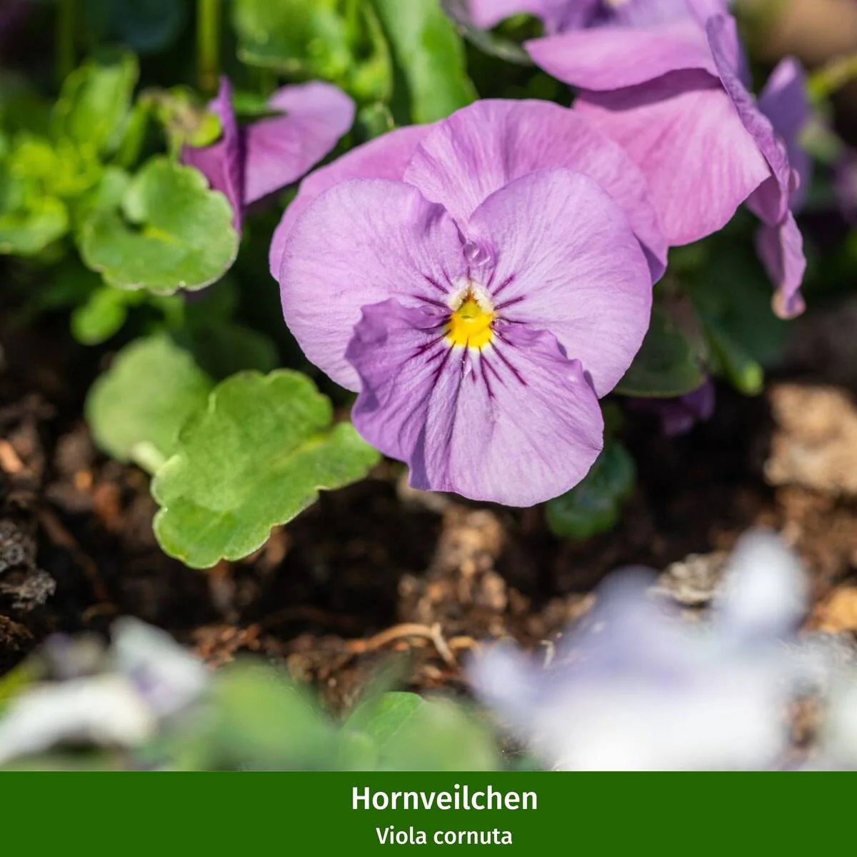 Balkonblumen "Vielfältiges Frühlingsensemble" - Image 4