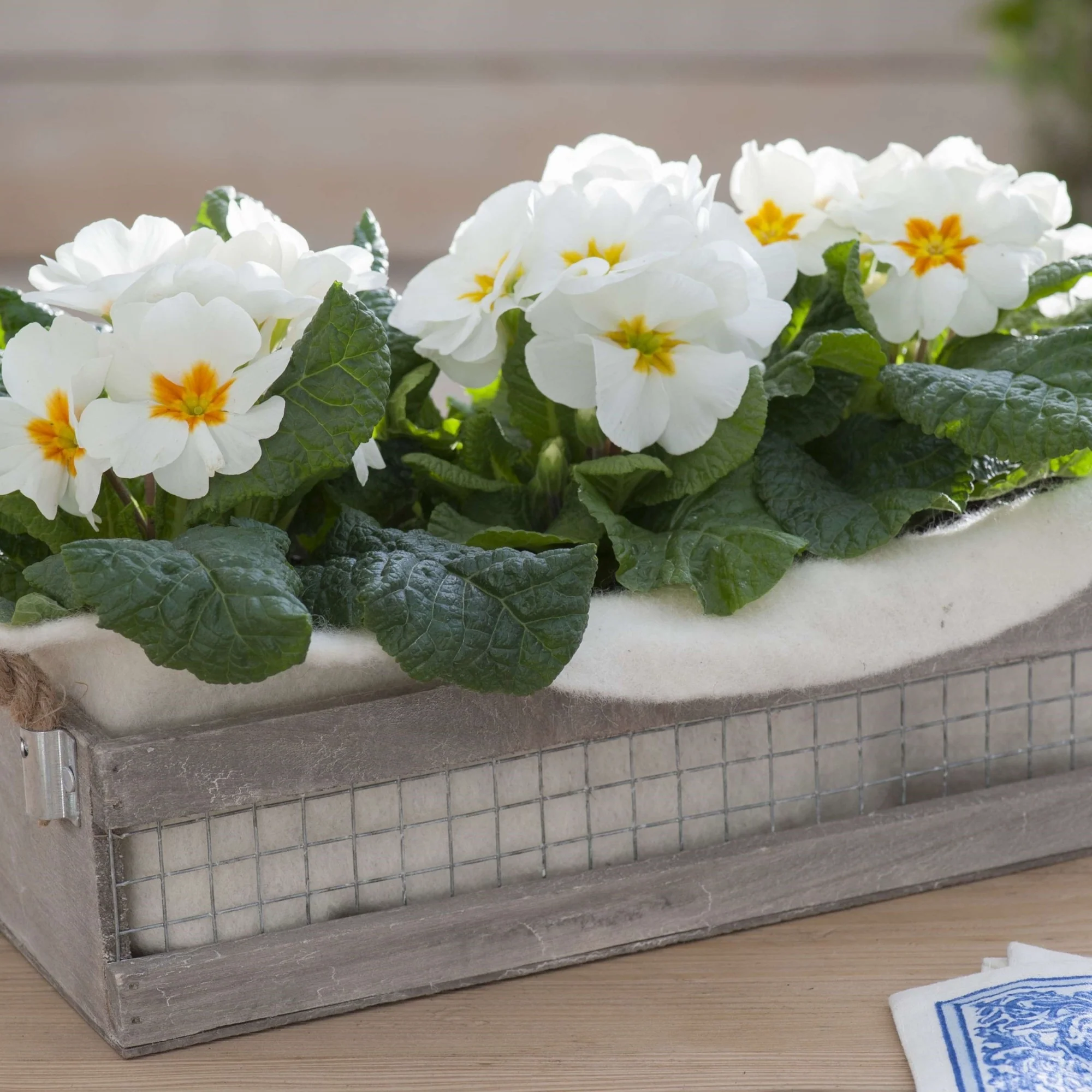 Balkonblumen "Weiße Kissenprimelpracht"