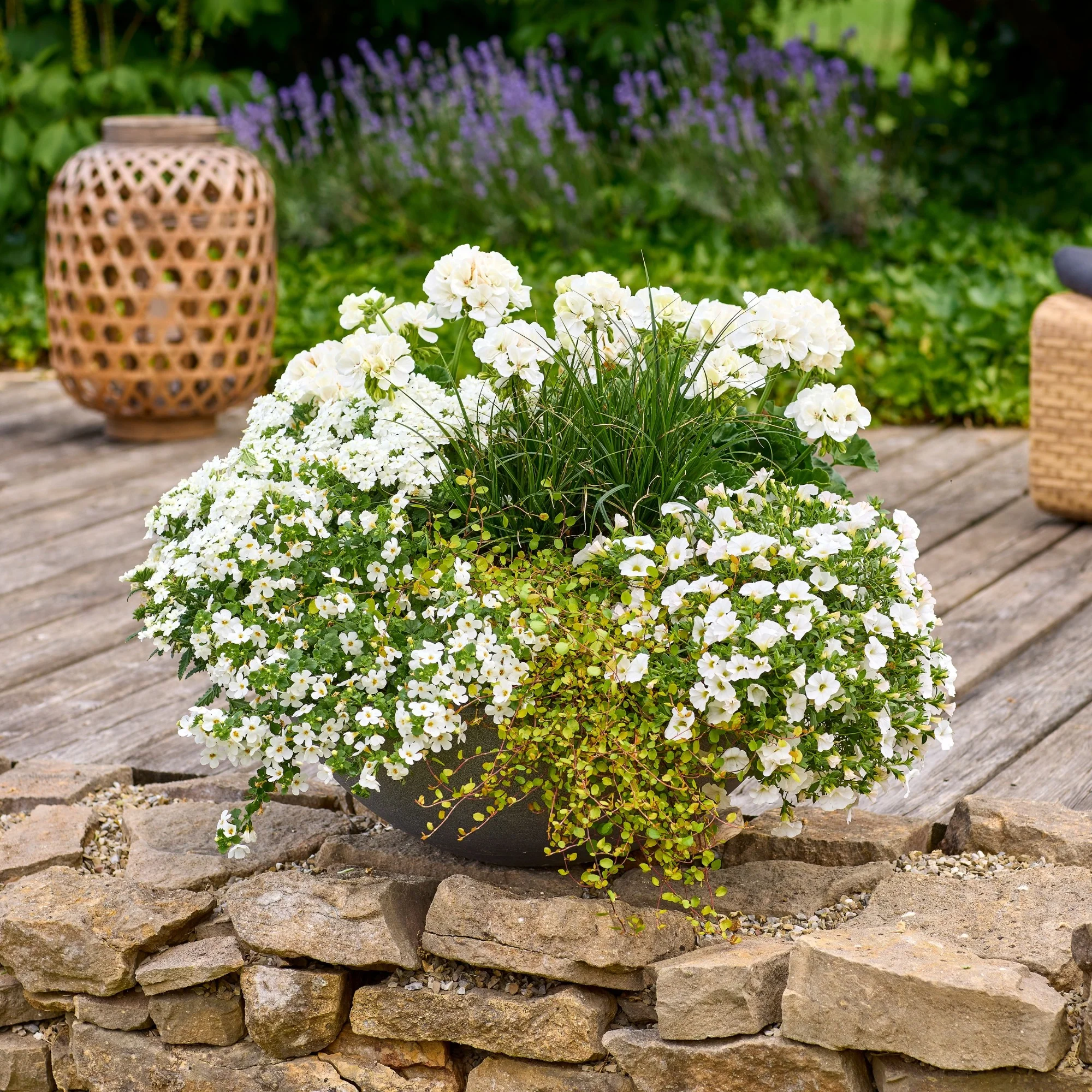 Balkonblumen "Weißer Dauerblüher" - Image 4