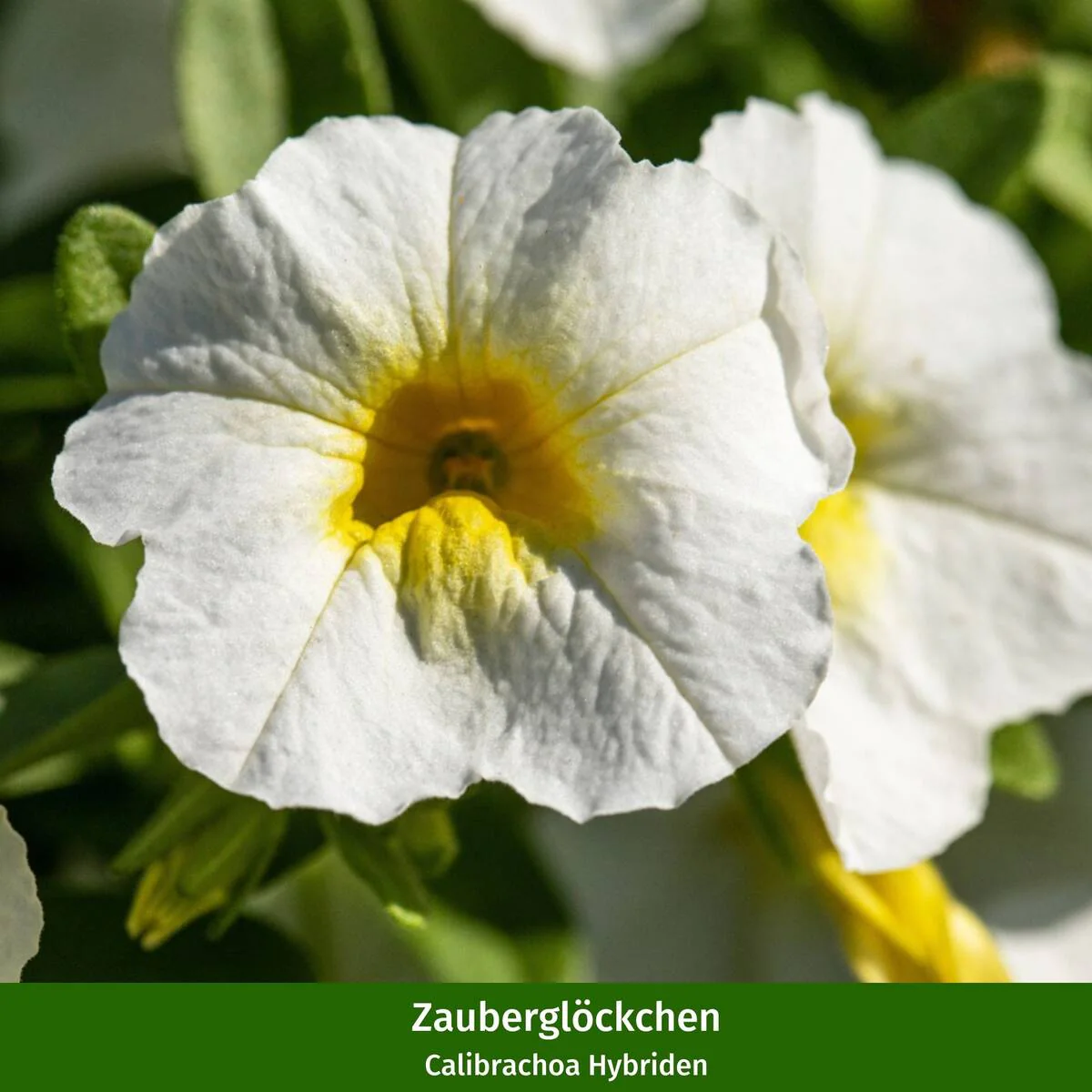 Balkonblumen "Wolkenweiße Pracht" - Image 3