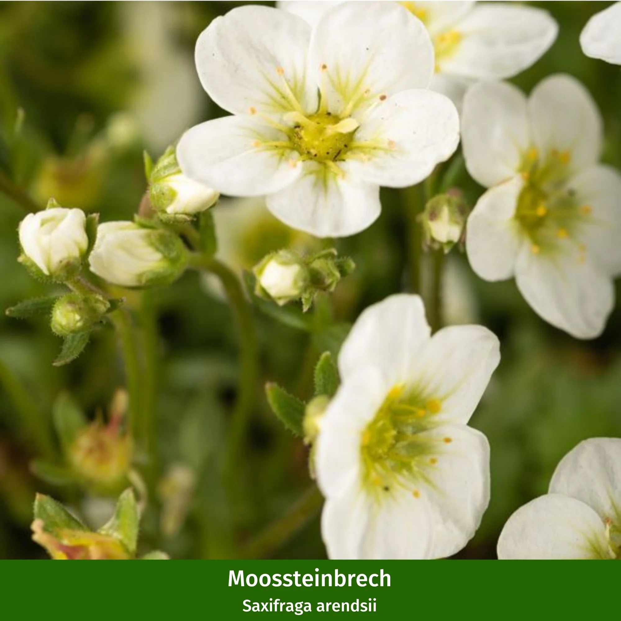 Balkonblumen "Weißer Frühjahrszauber" - Image 3