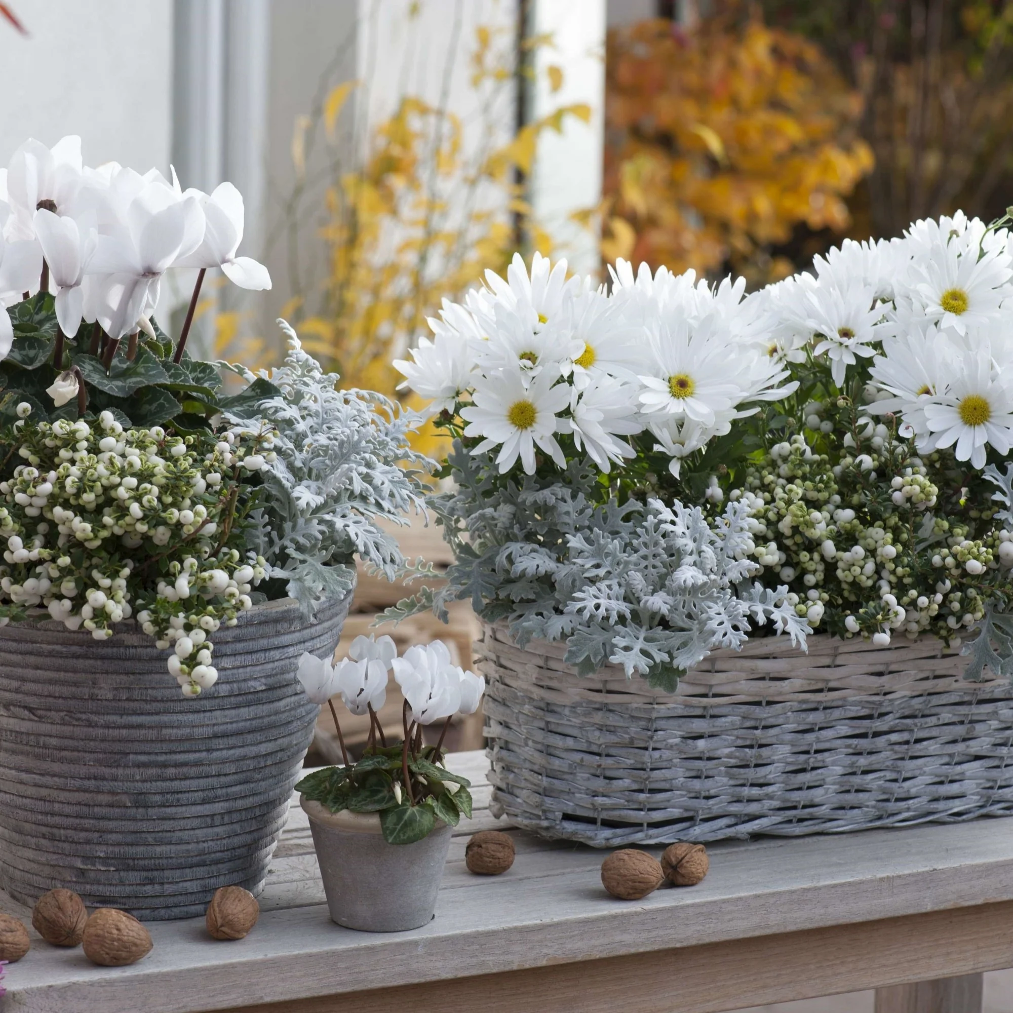 Balkonblumen "Weißer Herbstzauber"