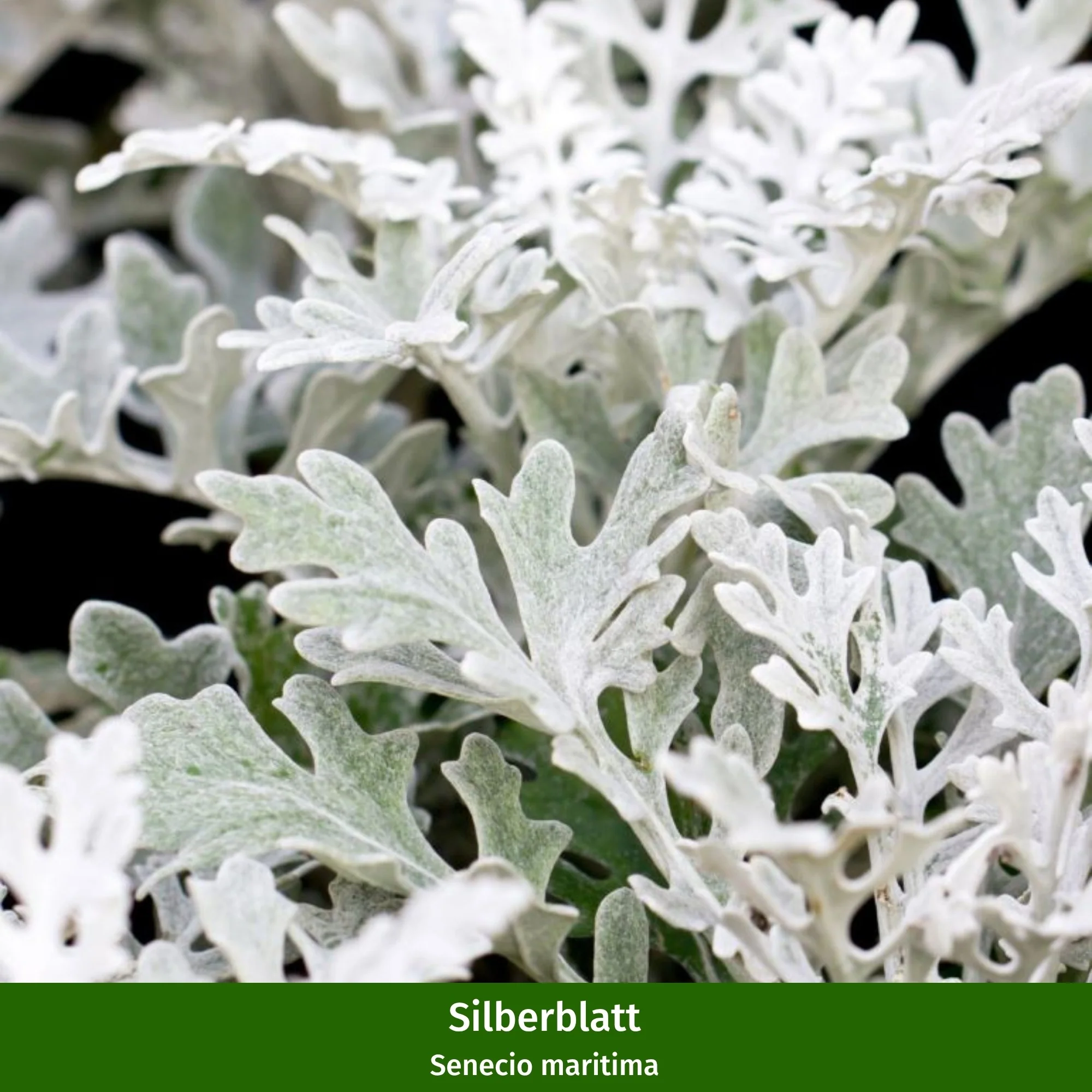 Balkonblumen "Weißer Herbstzauber" - Image 4
