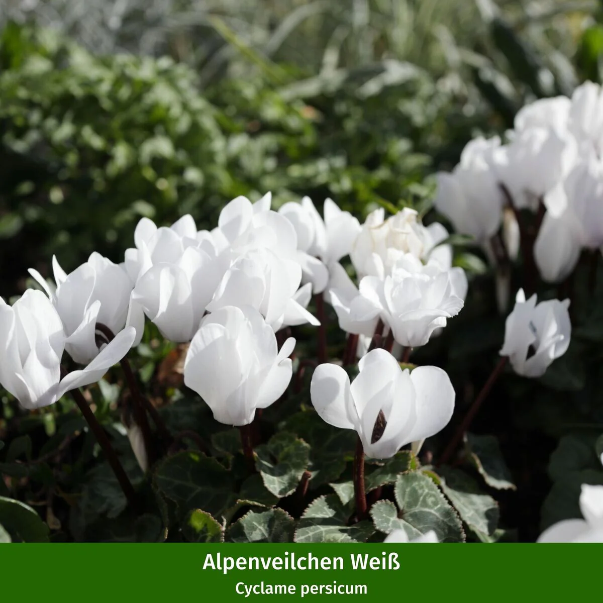 Balkonblumen "Winterliche Eleganz in Weiß" - Image 5
