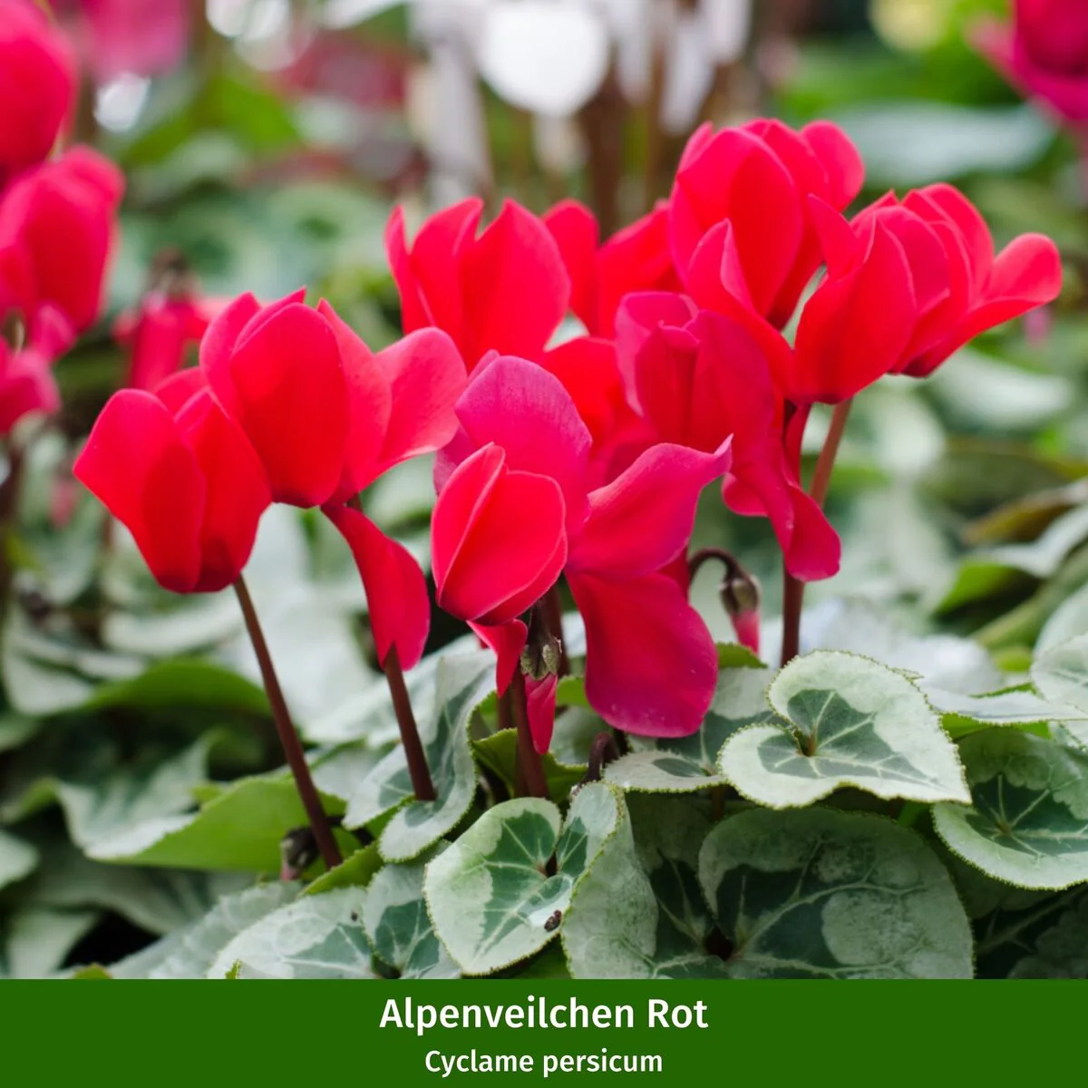 Balkonblumen "Winterliche Kontraste" - Image 3