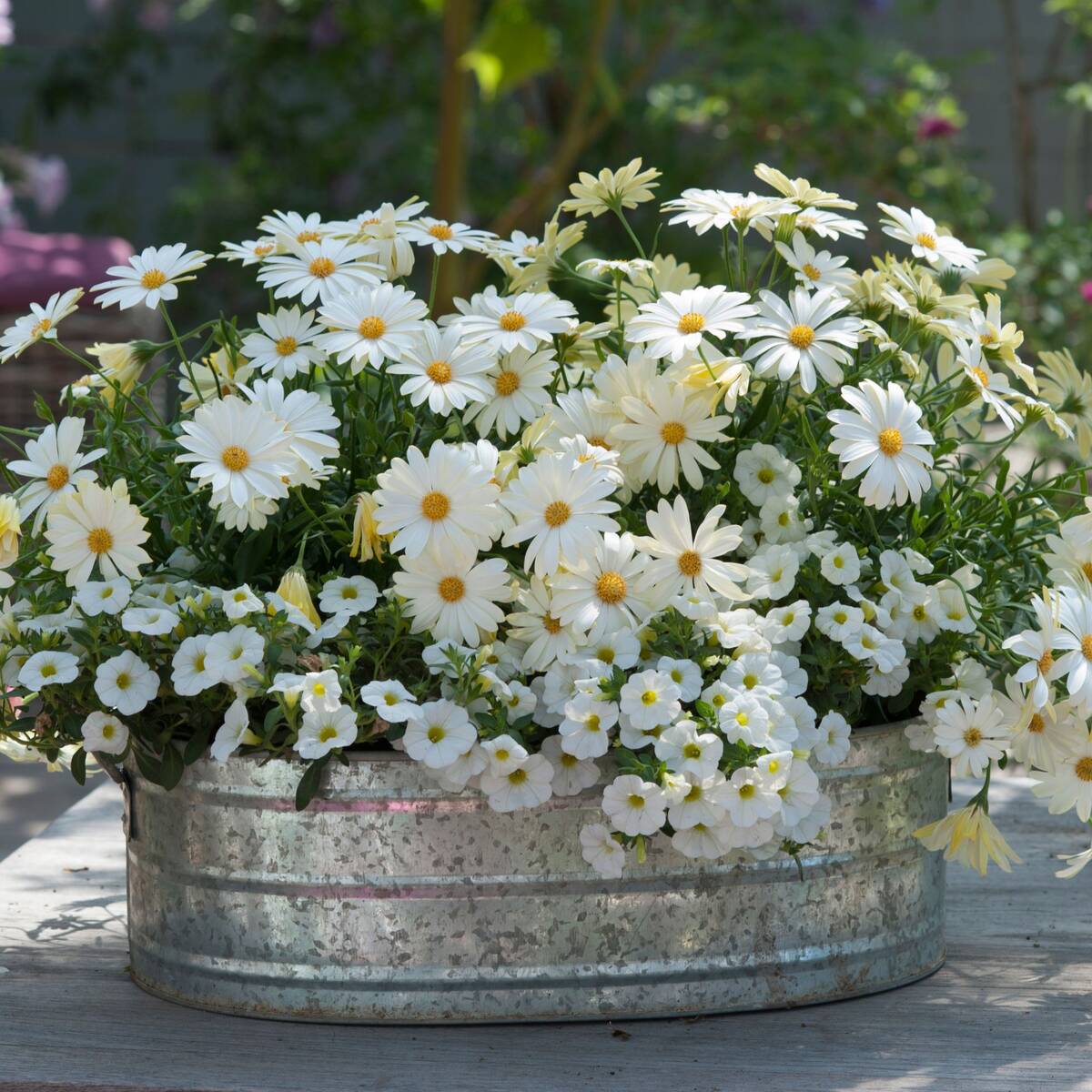 Balkonblumen "Wolkenweiße Pracht"