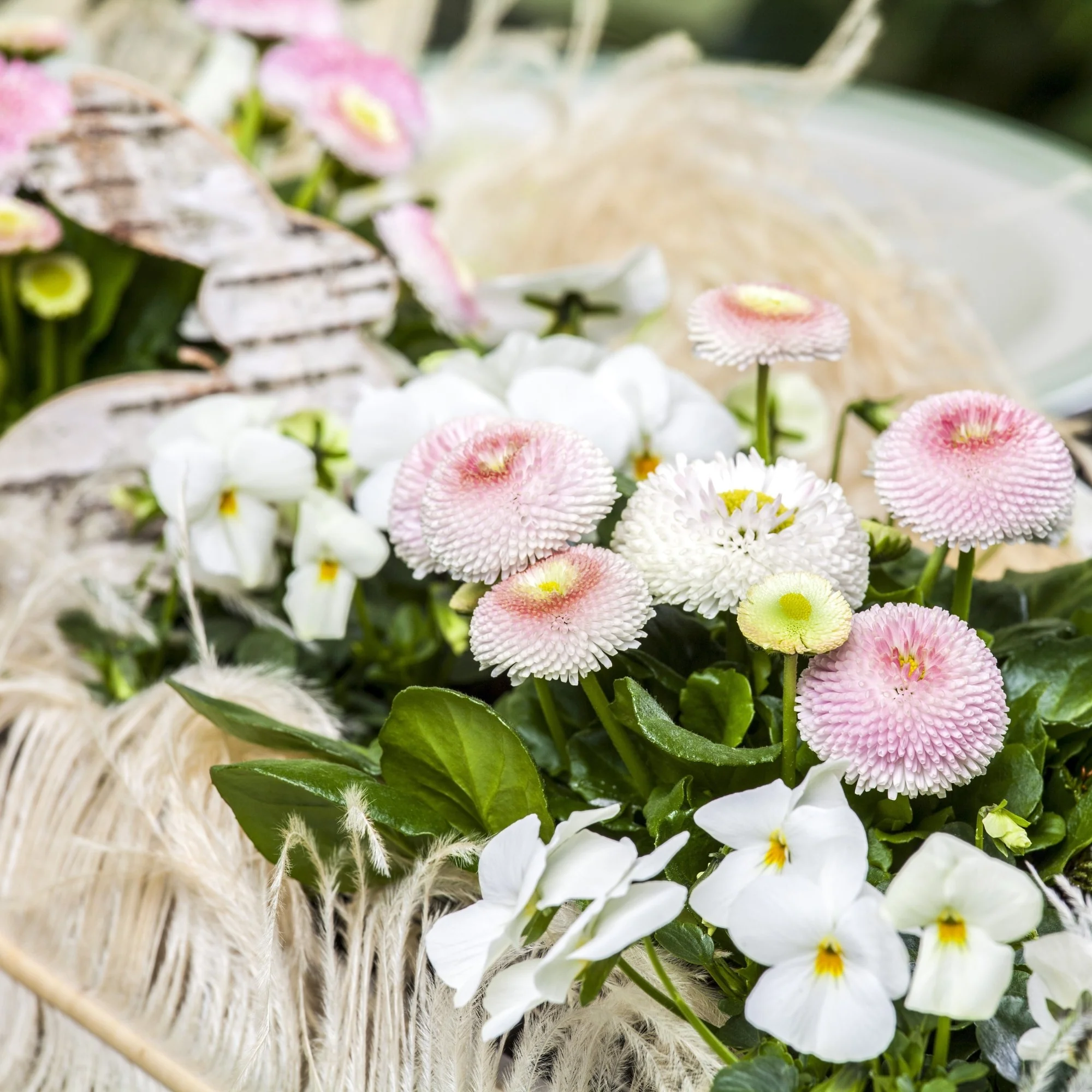 Balkonblumen "Zarte Frühblüher" - Image 2