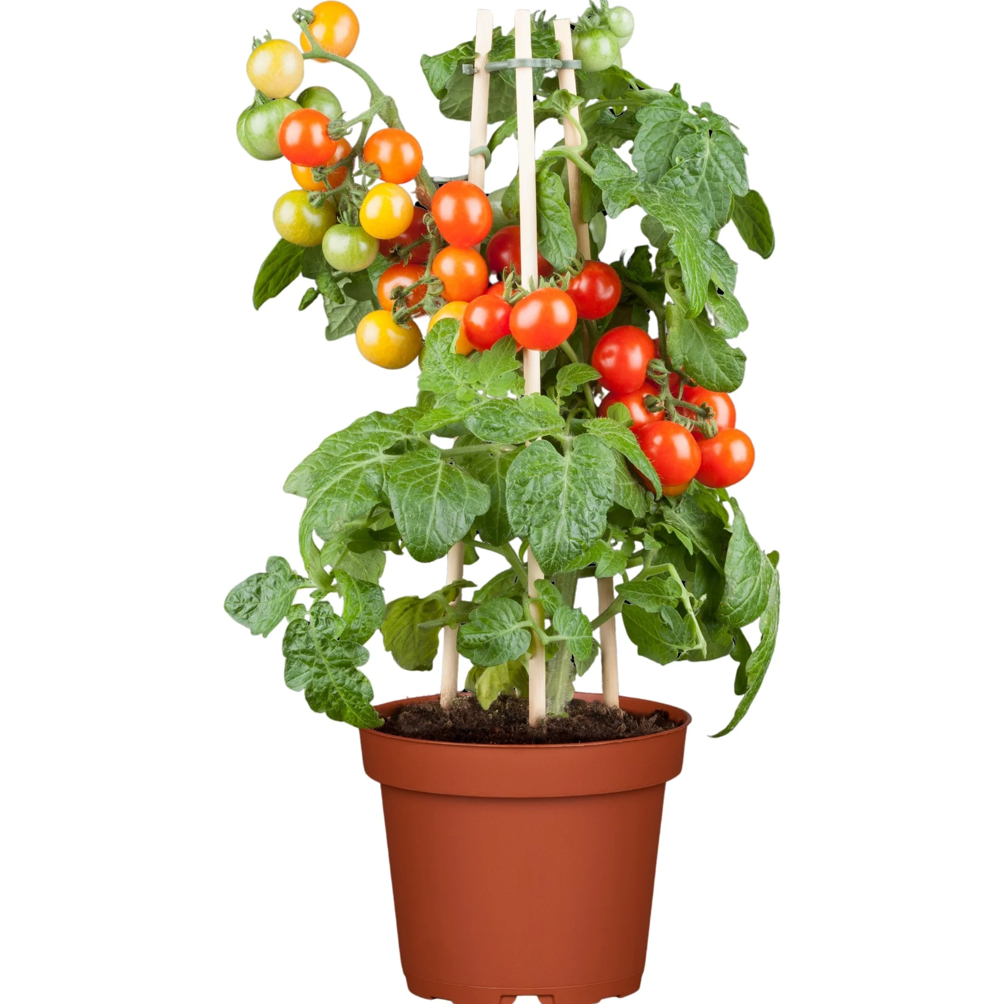 Balkontomate 'Veranda Red', F1