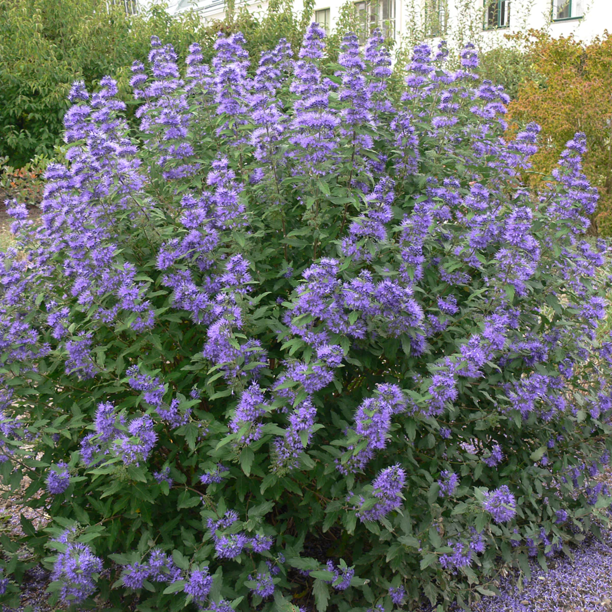 Bartblume, 3 Pflanzen - Image 3