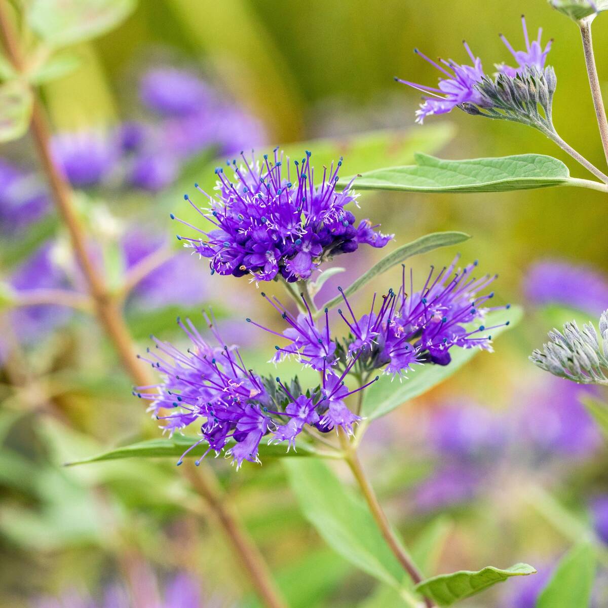 Bartblume