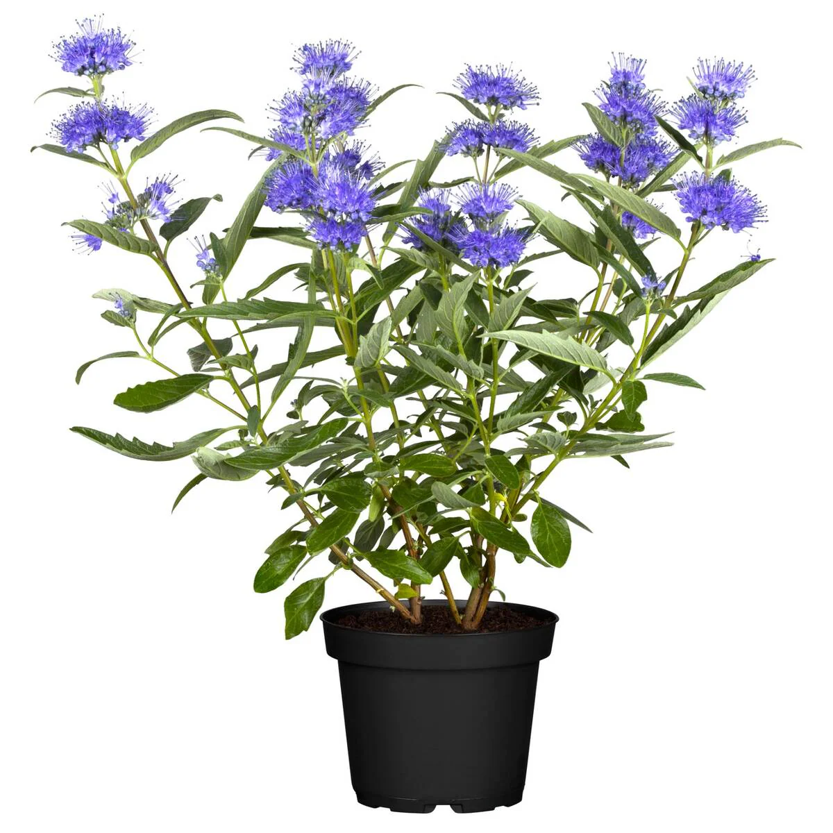 Bartblume - Image 2
