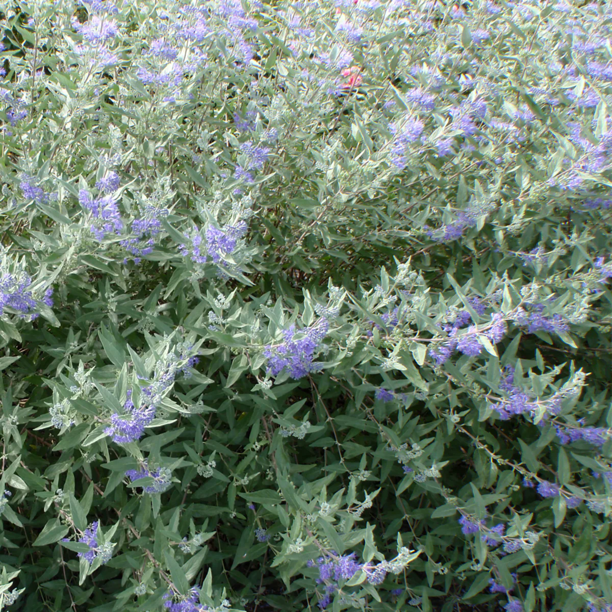 Bartblume 'Heavenly Blue' - Image 2