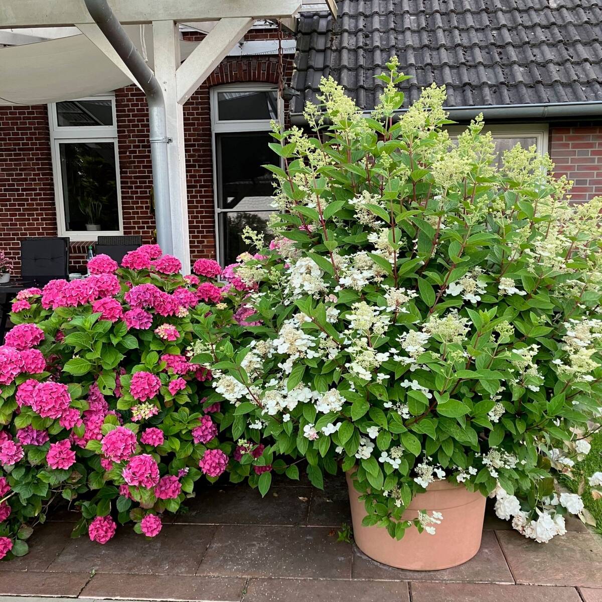 Bauernhortenise - Image 7