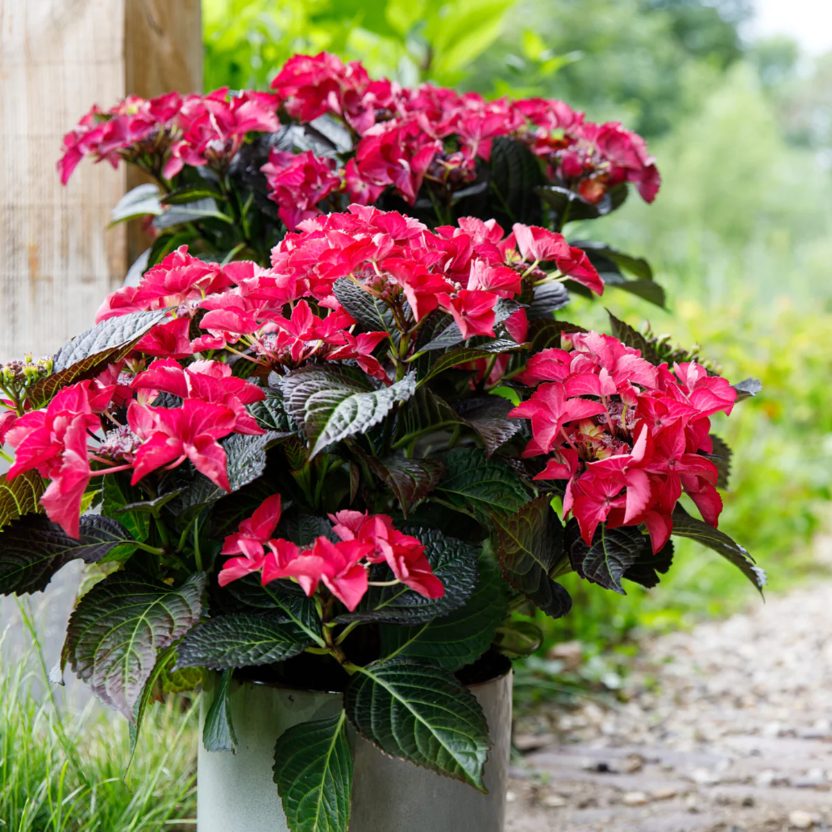 Bauernhortensie 'Black Diamonds Dark Angel®' - Image 2
