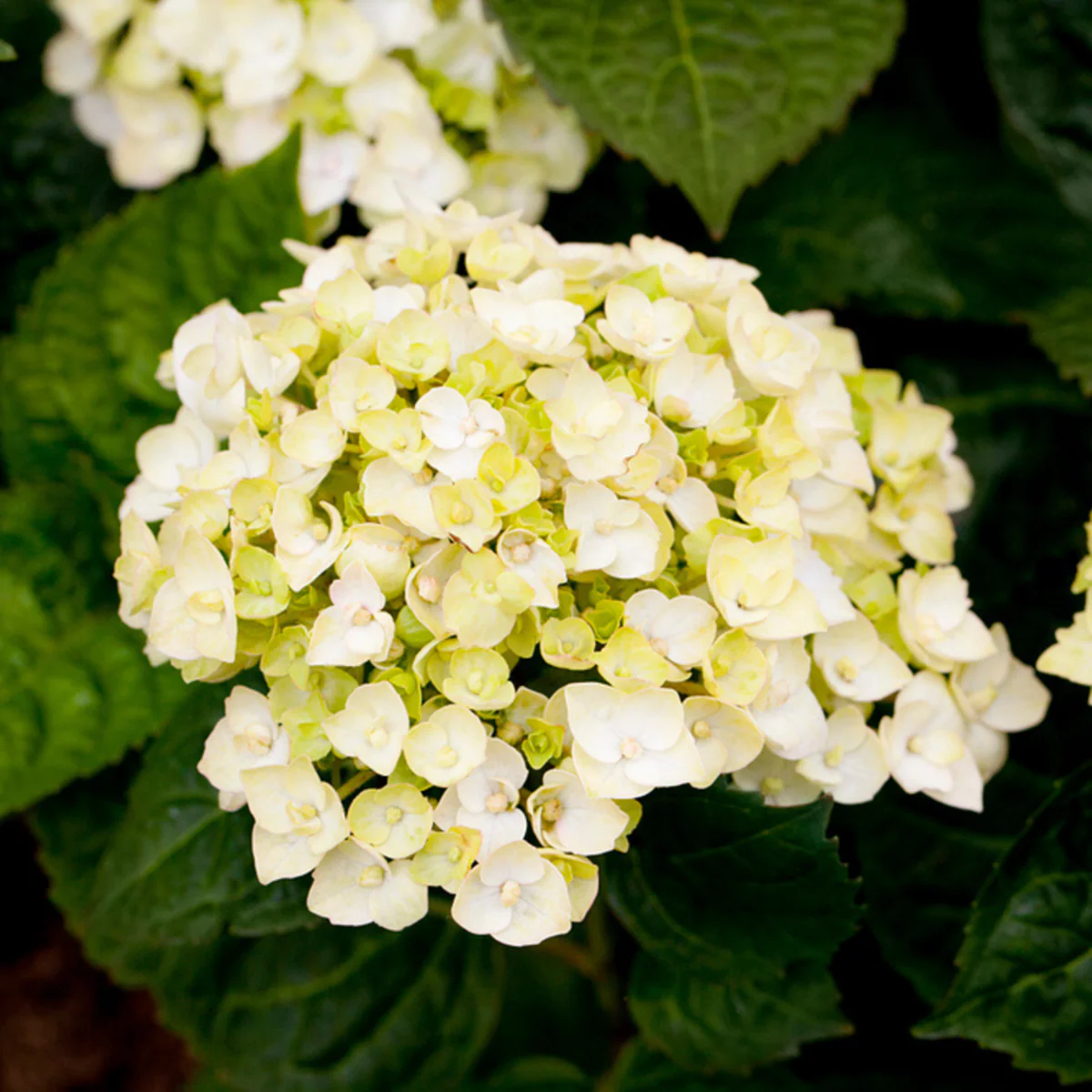 Bauernhortensie Endless Summer® 'The Bride' - Image 3