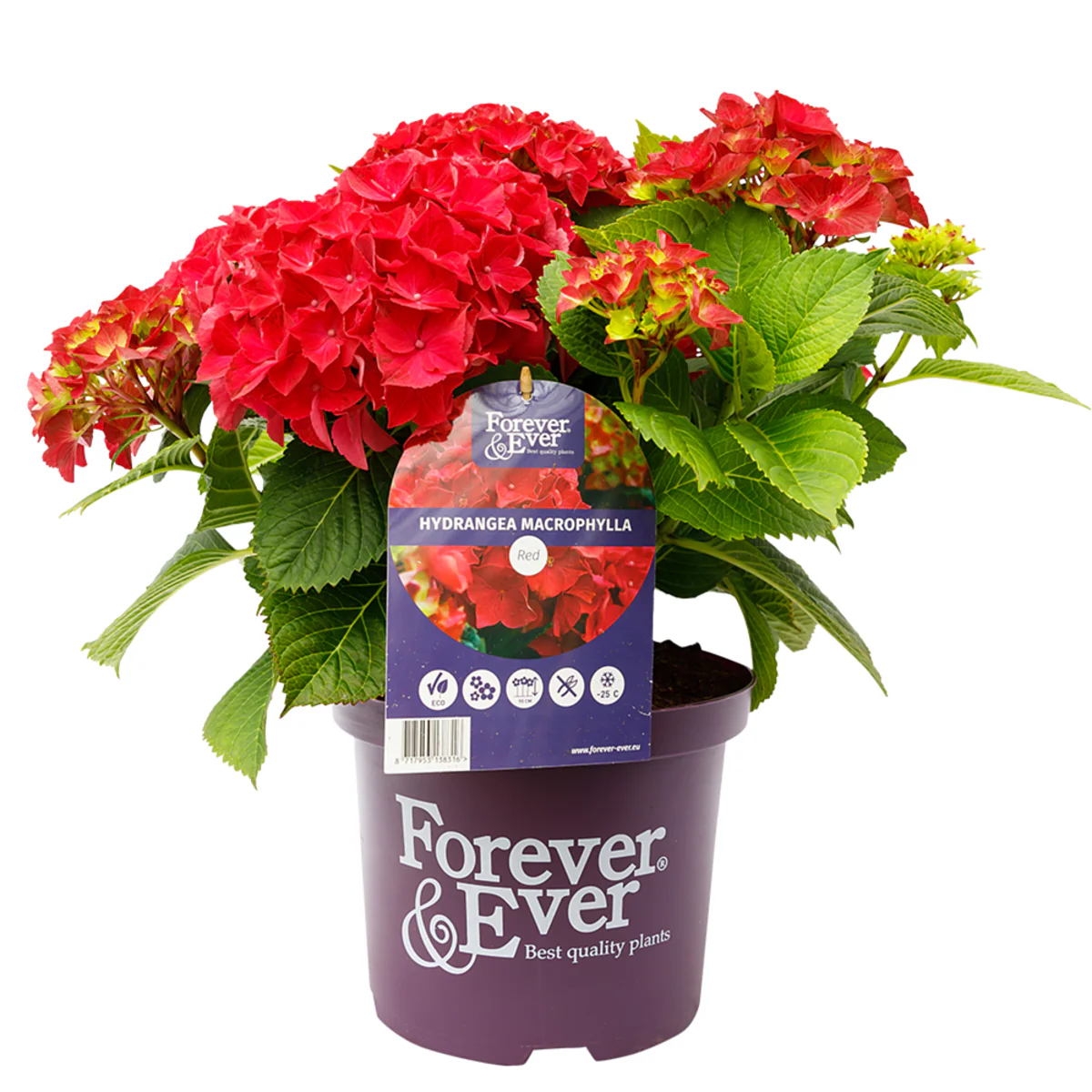 Bauernhortensie 'Forever & Ever®' - Image 10