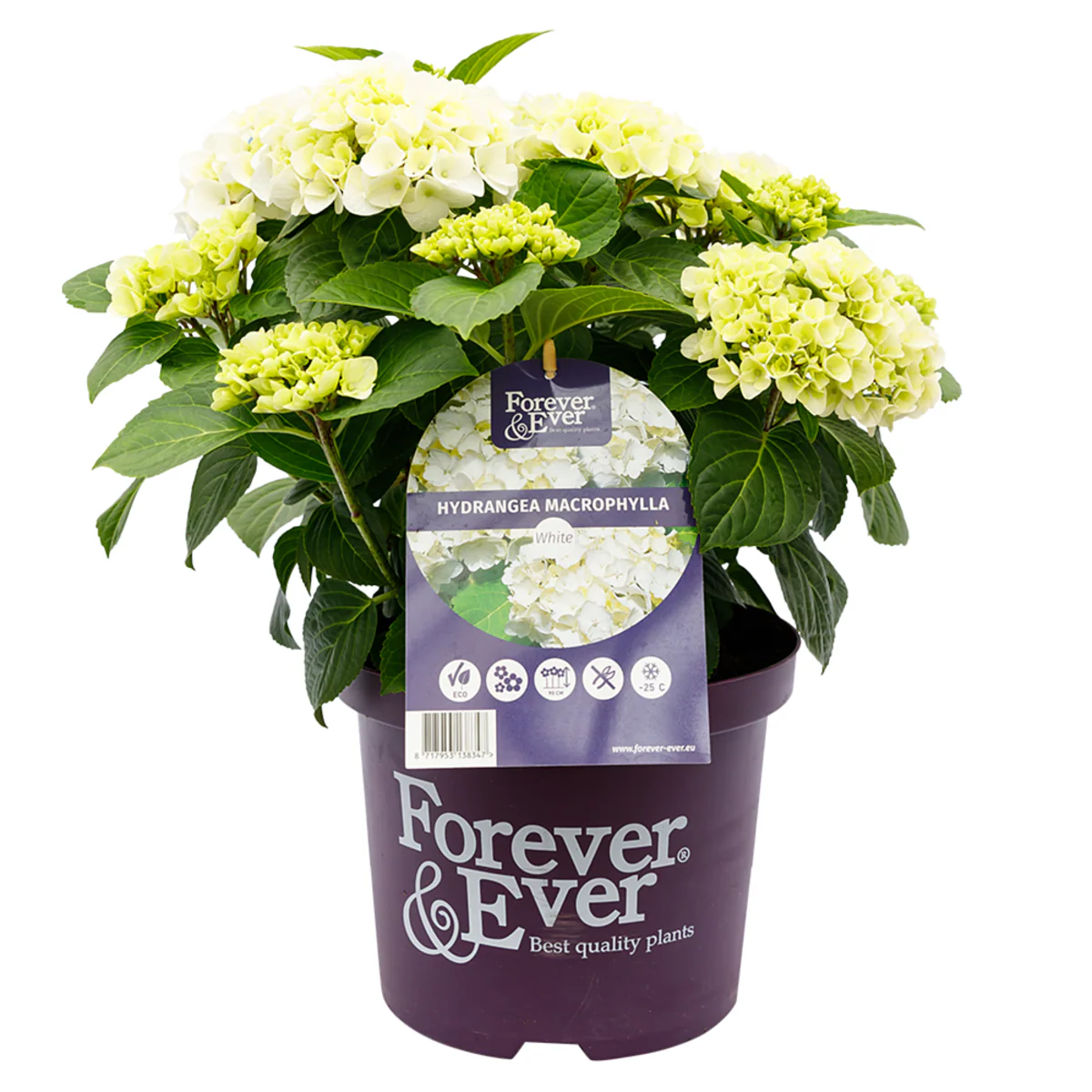 Bauernhortensie 'Forever & Ever®' - Image 11