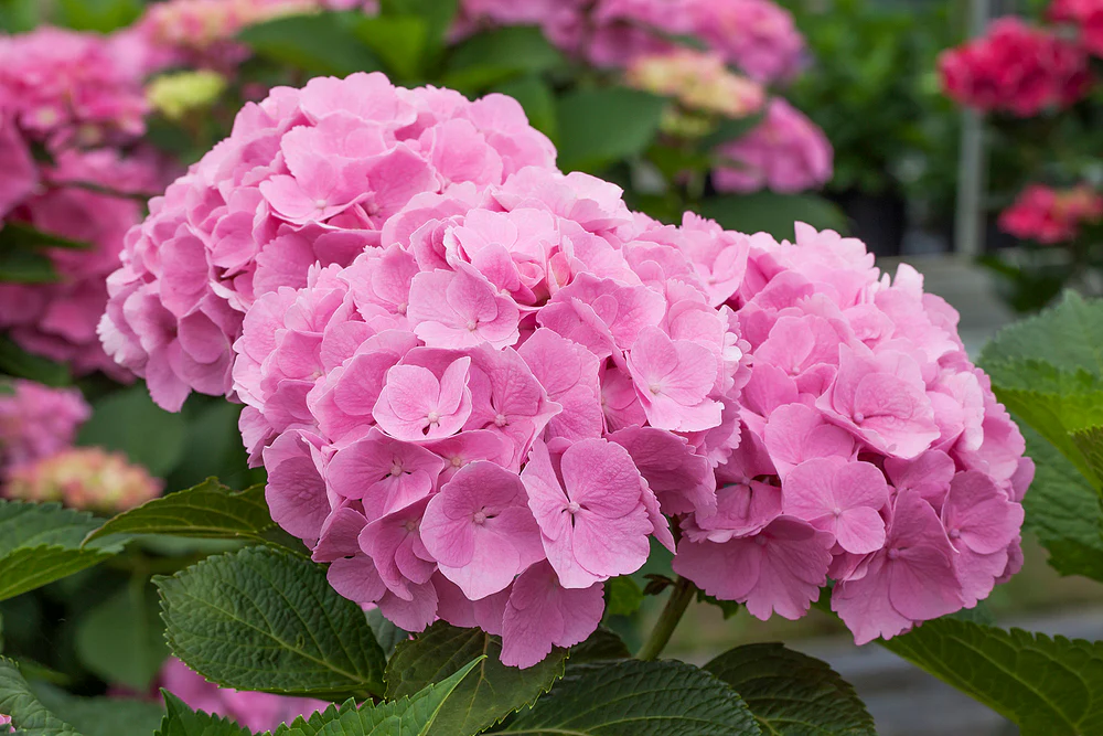 Bauernhortensie 'Forever & Ever®' - Image 12