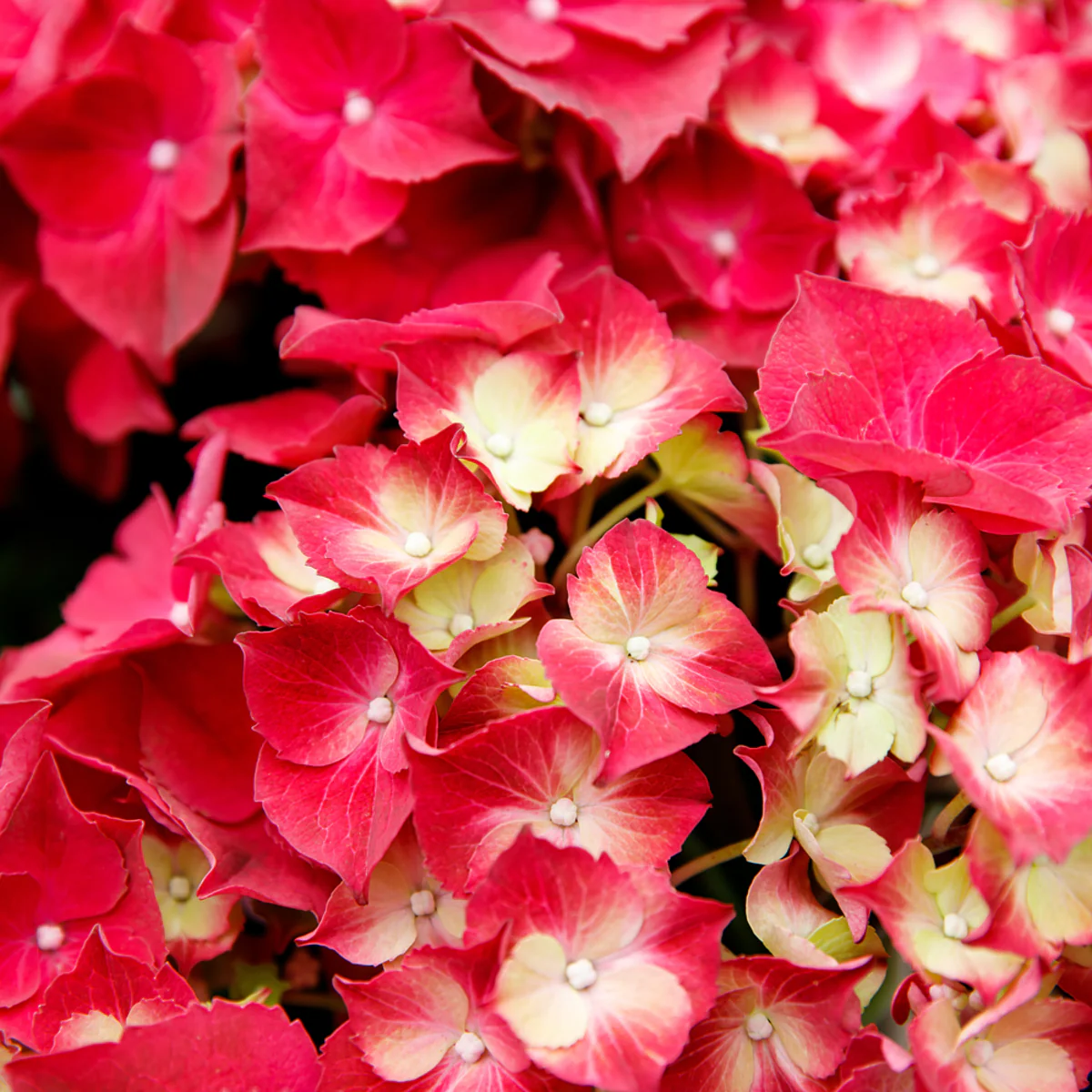 Bauernhortensie 'Forever & Ever®' - Image 4