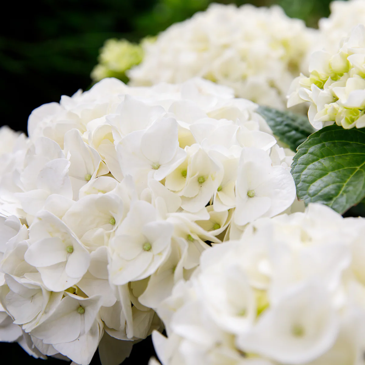 Bauernhortensie 'Forever & Ever®' - Image 5