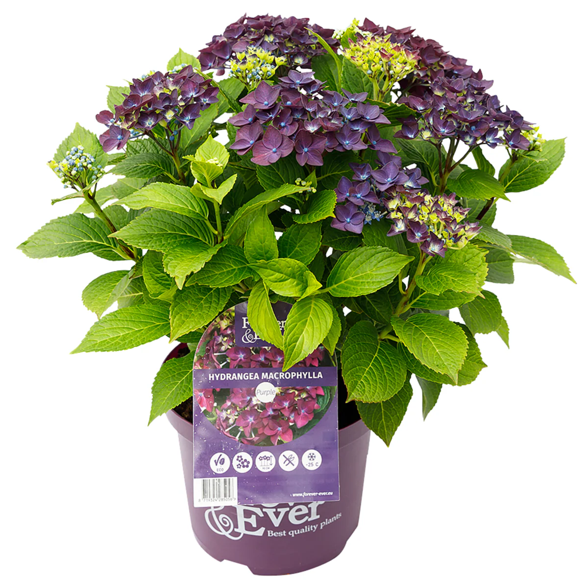 Bauernhortensie 'Forever & Ever®' - Image 8
