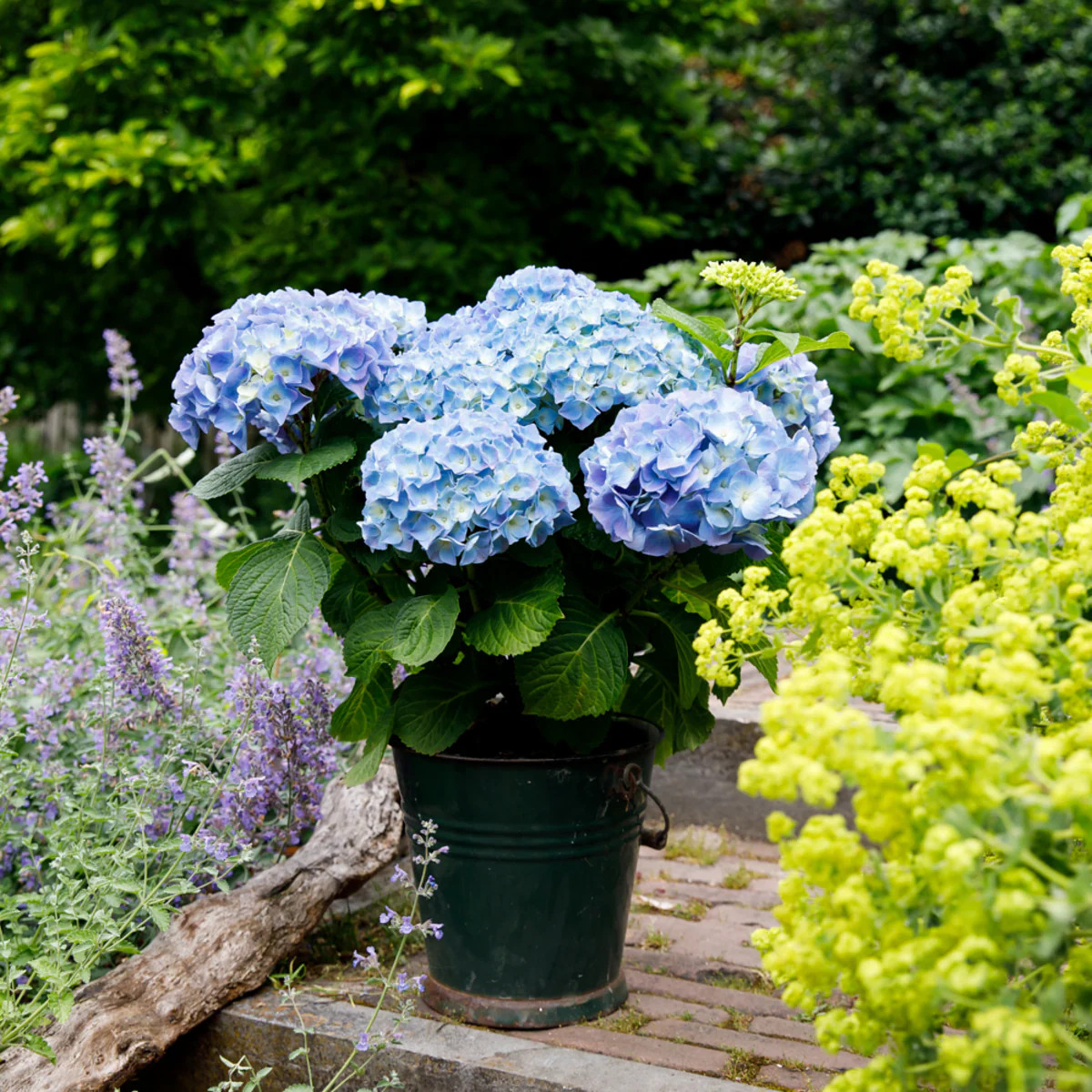 Bauernhortensie 'Forever & Ever®' - Image 9