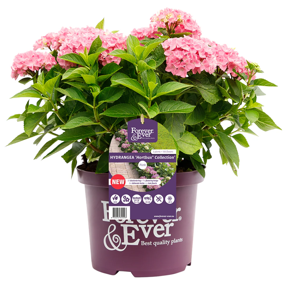 Bauernhortensie 'Forever & Ever®Hortbux' - Image 3