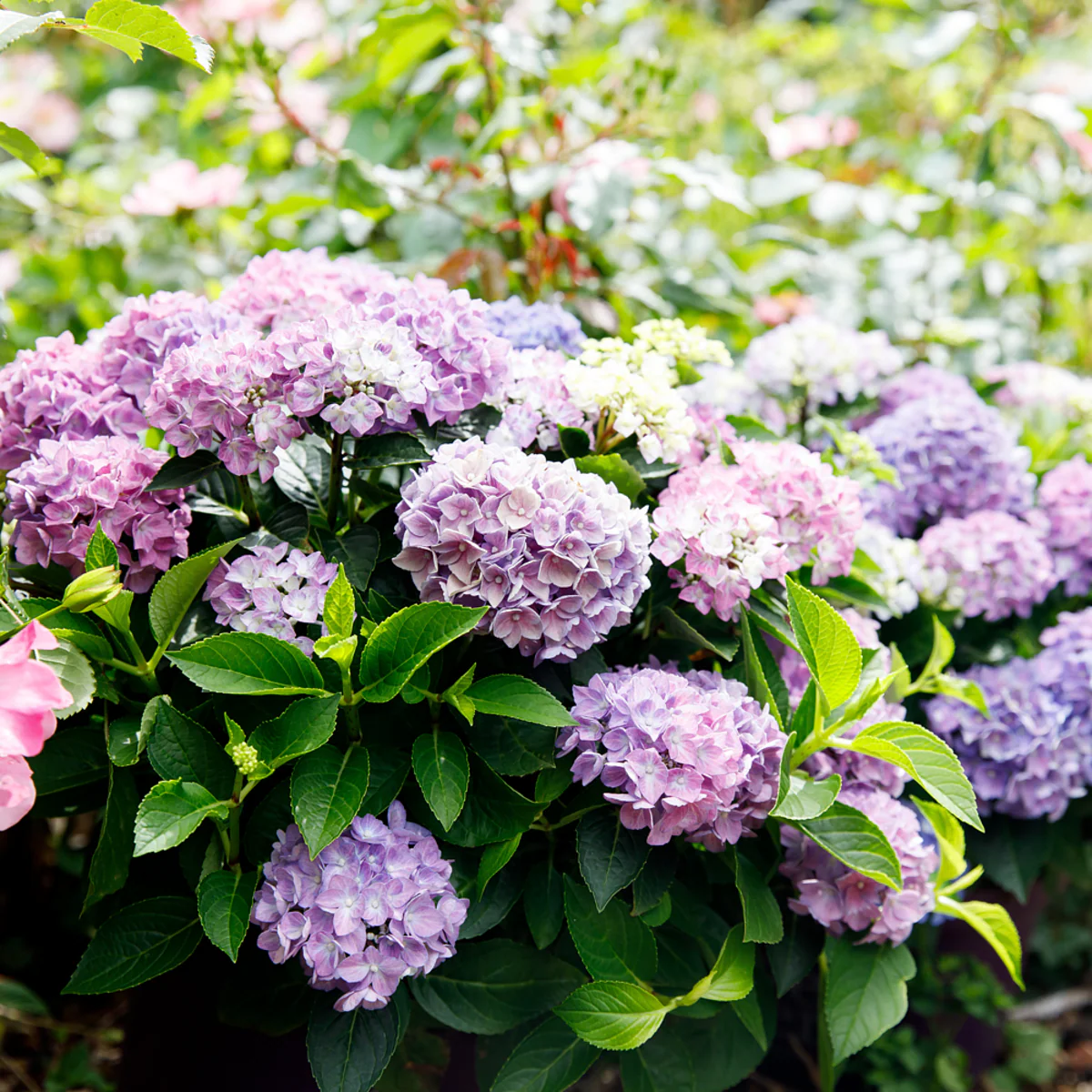 Bauernhortensie 'Forever & Ever®Hortbux' - Image 4