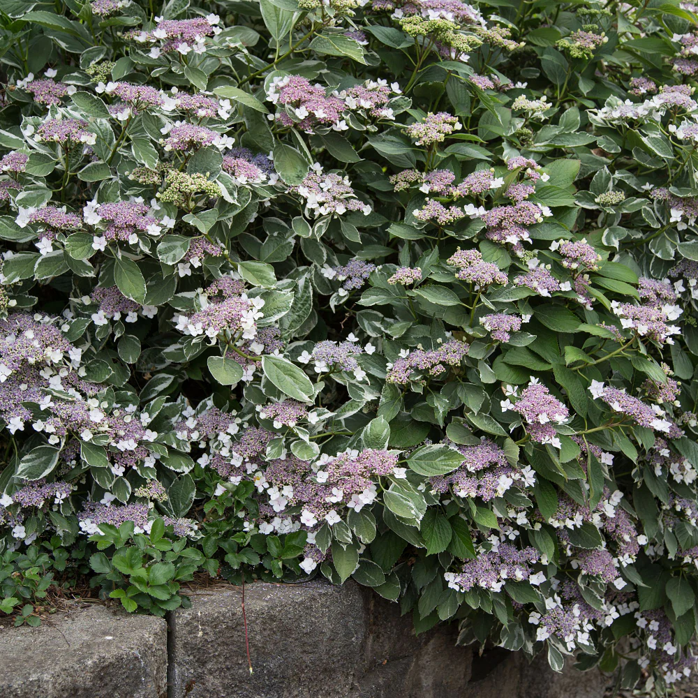 Bauernhortensie 'Light-O-Day' - Image 3